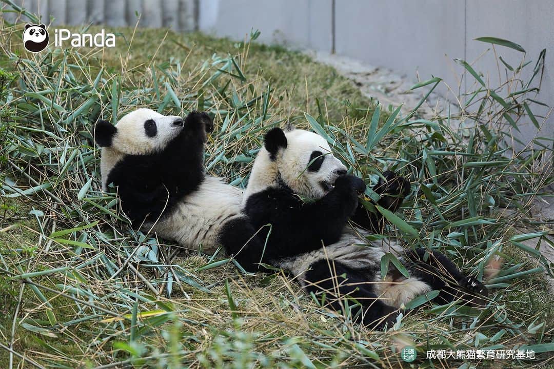 iPandaさんのインスタグラム写真 - (iPandaInstagram)「What is happiness? When I need a friend, you are always there right by my side. (Jiao Yi & Zhi Yu) 🐼 🐼 🐼 #Panda #iPanda #Cute #PandaPic #ChengduPandaBase  For more panda information, please check out: https://en.ipanda.com」12月2日 17時30分 - ipandachannel