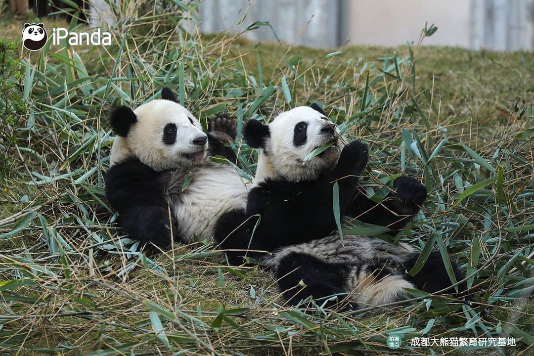 iPandaのインスタグラム：「What is happiness? When I need a friend, you are always there right by my side. (Jiao Yi & Zhi Yu) 🐼 🐼 🐼 #Panda #iPanda #Cute #PandaPic #ChengduPandaBase  For more panda information, please check out: https://en.ipanda.com」