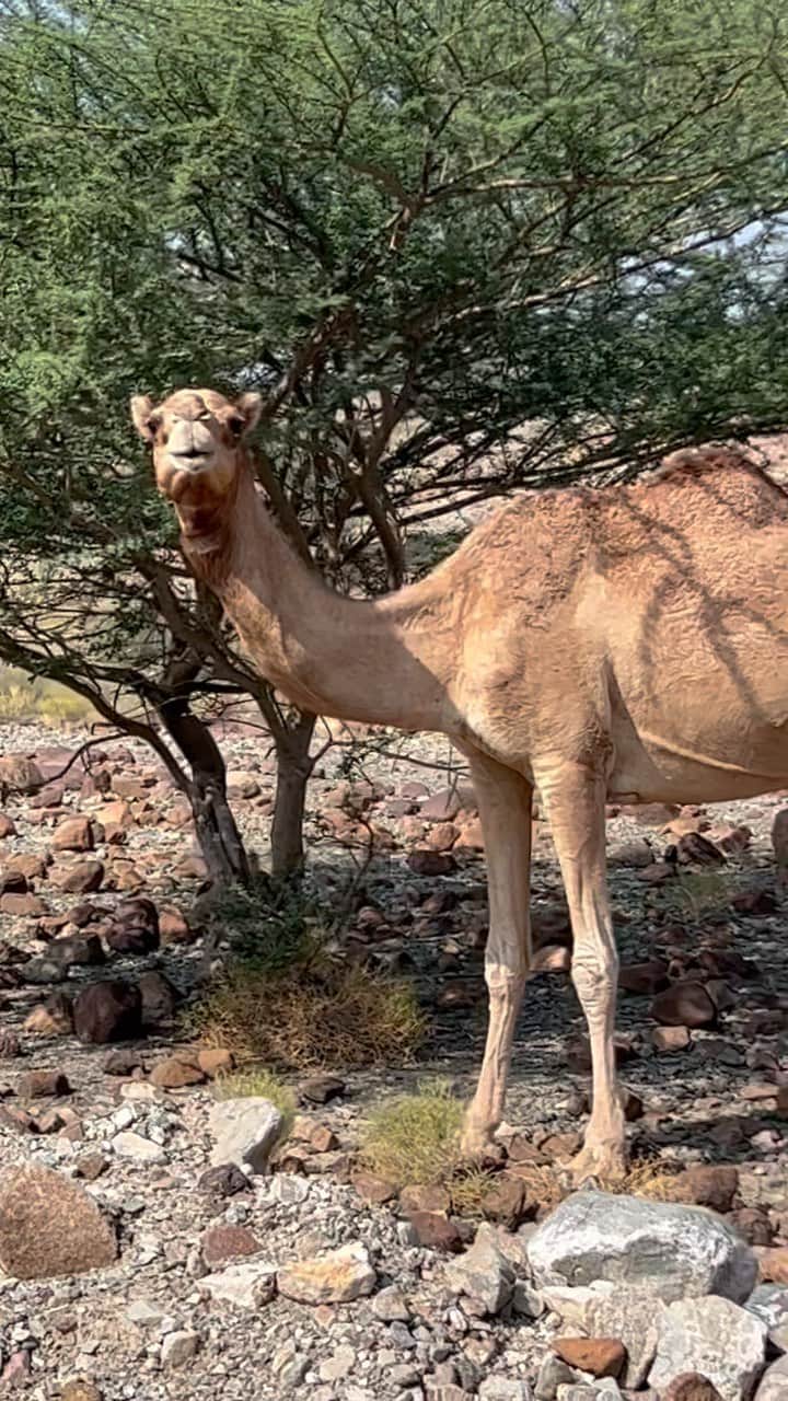 マヌー・ベネットのインスタグラム：「#Oman #mountains #camels #roadtrip @realsultankhoory」
