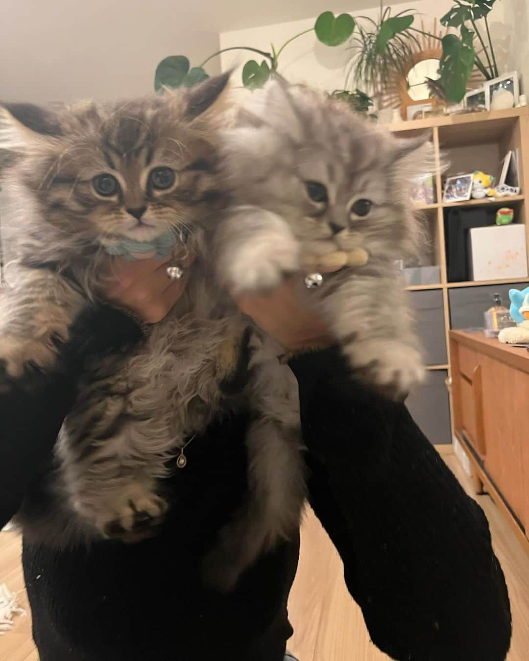 生駒幸恵のインスタグラム：「まなみんちに子猫が来た🐱 かわいい...🥹  たぶん初めてくらいに猫を抱っこした笑 ぎこちなすぎて笑われたよ𐤔  みんとちゃんまなみんまた会いにいくねえ♡ @nailroom__mint @manashika」