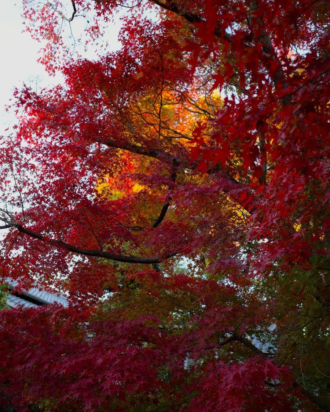 石元歩唯さんのインスタグラム写真 - (石元歩唯Instagram)「いつかの姫路観光🏯 紅葉も見頃で、ライトアップの時間までゆっくり満喫しました🍁🍂 coat @amel_official__  bag @chanelofficial  boots @oldceline」12月2日 18時15分 - 518aichi