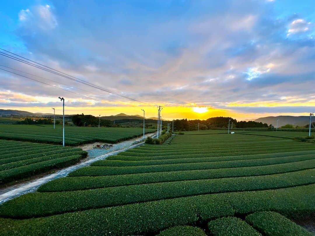 木山裕策さんのインスタグラム写真 - (木山裕策Instagram)「今日は佐賀県嬉野市にて講演会を行った後、陣野の広大な茶畑に連れて行っていただきました🍵。  大村湾を見渡せる丘の上は一面の茶畑なんです。こんなに広い茶畑に来たのは初めてでテンション上がりまくりでした😍。よく見るとお茶の花がちらほらと咲いており、こちらも感動。こんな時期に咲くんですねー🧐。  家に帰ってのんびり嬉野茶をいただきますね。嬉野市の皆様、本日はありがとうございました‼️」12月2日 18時30分 - kiyamayusaku