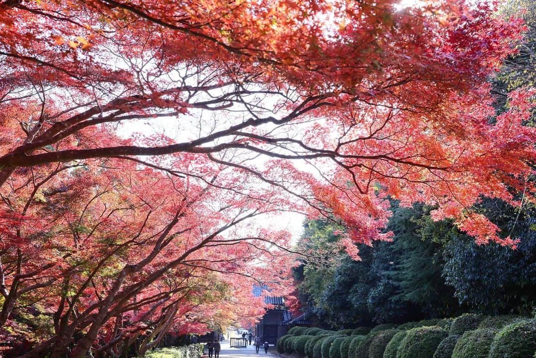kiccyomuさんのインスタグラム写真 - (kiccyomuInstagram)「☁️ 2023.12.02 Sat 先日帰省した時の #毛利庭園  東京の六本木じゃないですよ〜😅  お庭は広くて #紅葉 🍁が すっごく綺麗でした📸  location #山口 ❣️ 📷撮影 2023年11月26日」12月2日 18時24分 - kiccyomu