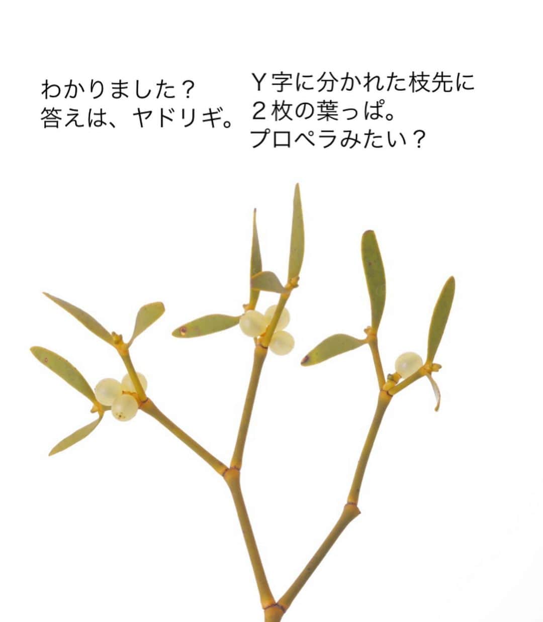 雑誌『花時間』さんのインスタグラム写真 - (雑誌『花時間』Instagram)「クリスマスシーズンだけ、花屋さんに並ぶ花材はまず、針葉樹。ほかに、どんな花材に出会いましたか？  花時間（@hanajikan_magazine）です。  ポインセチア？  個人的に、毎年、楽しみにしているのはヤドリギです。  漢字では宿木。  その文字が示すように、ほかの木に宿を借りて生きる寄生植物なんです。  葉を落として丸裸になった木に、くす玉🎊みたいにまあるくついているのを見たことはありますか？  公園の木にもときどき見かけますが、花材として出回るヤドリギの多くは、山で採ったもの。  以前、市場の方に伺った話では、恐ろしく高い木によじ登ったり、崖に生えているものは、ロープで崖の上から降りて採取しているそうです😱  大変なご苦労ですね。見つけたら、ひやひやしながら？いえ、目をキラキラさせながら、眺めてくださいね。  発売中の秋号のクリスマス企画で、リースの作り方をご紹介しています！  では、本日もお疲れさまでした🍵  明日も元気smile😊😊😊で素敵な週末をお過ごしください。 byピーターパン  リース　@country_harvest_ch  写真　@tanabe32   【花時間ニュース】 💜『花時間マルシェ』発、花の定期便が大好評🥰　世界でここだけのバラと旬花が届く嬉しいサービスです💕  💜『花時間』の2024年カレンダー、大好評発売中！  💜『花時間2023秋』〈花屋さんへ行こう〉大好評発売中！  💜『花と短歌でめぐる 二十四節気 花のこよみ』大好評発売中  すべて @hanajikan_magazine のプロフィールのリンクから飛べます✈️  『花時間』本誌や書籍は全国の書店、ネット書店でも発売中✨  #花時間  #クリスマスリース #モミ #ヤドリギ #宿木 #フラワーアレンジ #花が好き #花が好きな人と繋がりたい  #花を飾る  #花を飾る生活 #花屋さんへ行こう」12月2日 18時48分 - hanajikan_magazine