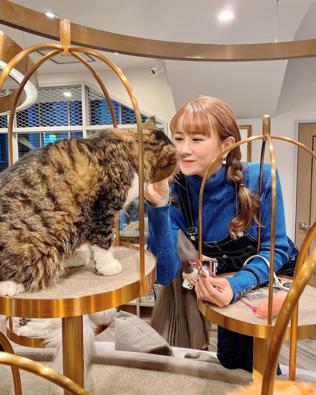 日向カンナさんのインスタグラム写真 - (日向カンナInstagram)「ちょっとお仕事の合間に、猫カフェMOCHAで猫ちゃんと一息つきに行ってきましたよ〜😽💗 犬も猫もだいすきな私には、たまらない空間♡♡♡ が、やはりうちのめぐのようには来てくれませんね🤭そこを何とか振り向かしたい乙女心。笑  飲み放題のコーンポタージュをゆっくり飲んでから（3杯は飲みました🌽笑）、猫ちゃんのオヤツを購入し、再挑戦🫶🏻 みんな、オヤツには素直ですね〜💗 そういうところも可愛いっ🥰ふふ。 休日だったので、お客様もたくさん♩お客様も猫ちゃんのように、ドリンクや本を読みながら、一緒にま〜ったりできる空間でした🌼  猫ちゃんたちが幸せに住める場所がこうやって沢山できたらいいなぁ〜！ そして、私も気付けば、猫になってましたよ😽笑 @mocha.koendori   #猫カフェmocha #猫カフェ#渋谷カフェ #渋谷猫カフェ #pr #猫好き #保護猫 #動物好き #インフルエンサー #笑顔が一番 #笑顔が人を幸せにする #癒しの時間 #休日の過ごし方」12月2日 18時50分 - kanna_hinata