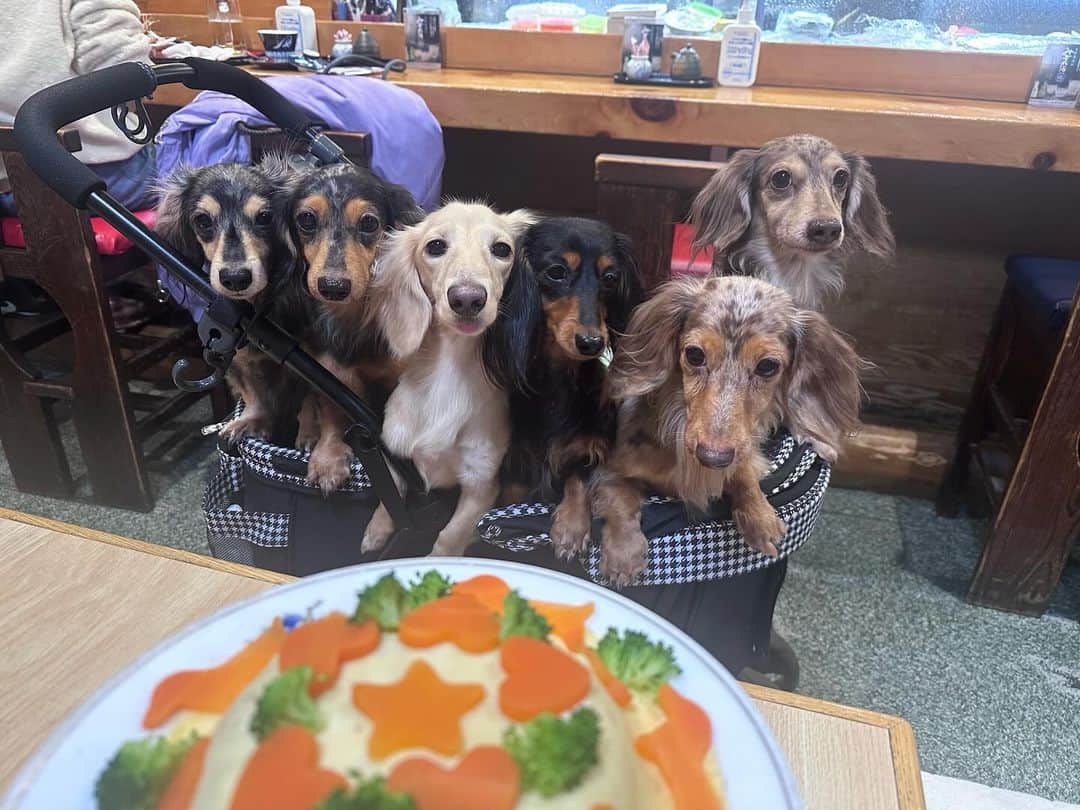藤巻碧のインスタグラム：「この前家族でわんちゃんOKのお寿司屋さんに行ってきました🍣🩷  犬OKな飲食店さんってただでさえ少ないから、まさか愛犬と一緒にだいすきなお寿司屋さんに行ける日がくるなんて夢みたいで幸せでした🦄💭💗  わんちゃんケーキとーーってもかわいかった🐶🎂🐾  またいきたいなぁ🪽🪽」