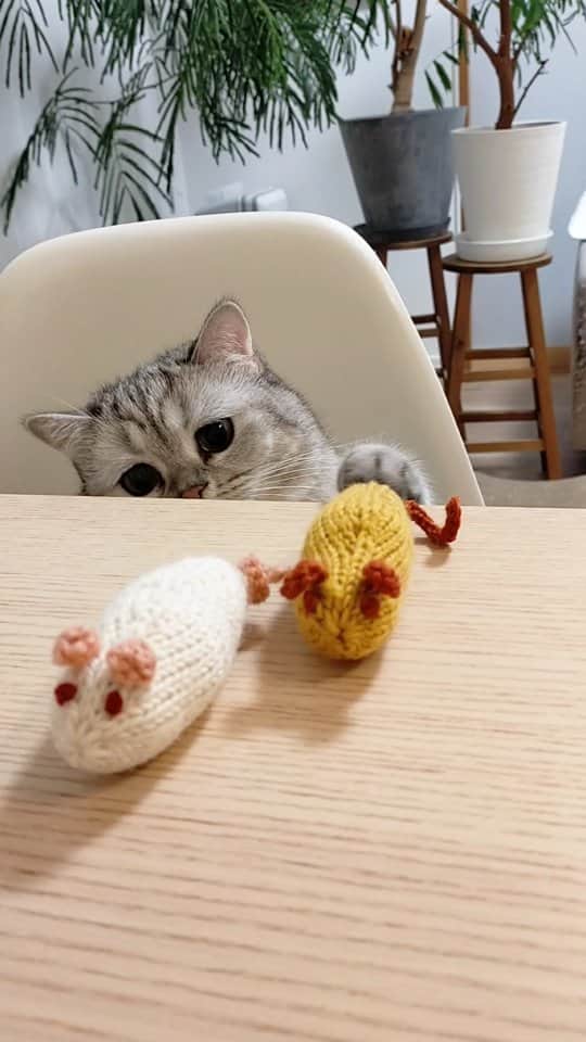 寅次郎（とらちゃん）のインスタグラム：「ネズさん🐁と遊びたいにゃ～🎶  棒針編みにチャレンジして ネズミのおもちゃを編んでみたら さっそく小梅が気に入った様子😆  すぐにどこかに行方不明になりそうだから 出しておけないなぁ😅  #ネズミのおもちゃ  #棒針編み  #猫のおもちゃ  #ハンドメイド  #ミヌエット #catlife  #猫との暮らし」