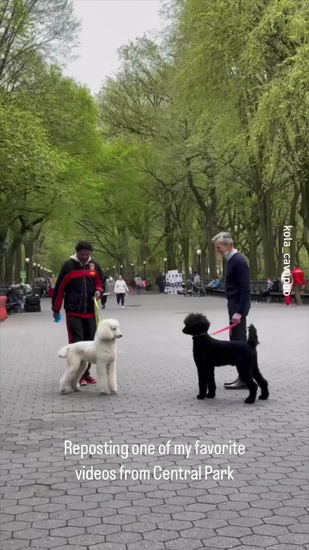 9GAGのインスタグラム：「Ebony and Ivory. 📹 @kola_cavapoo - #poodle #9gag #cavapoo」