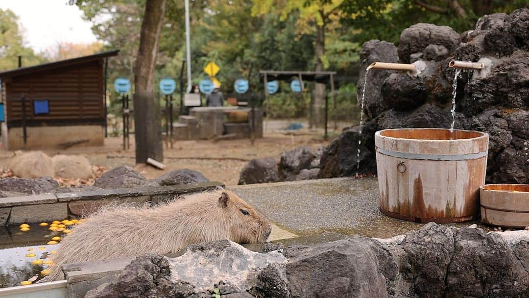 渡辺克仁のインスタグラム：「まったりまったり露天風呂。  #カピバラ #水豚 #capybara #埼玉県こども動物自然公園」