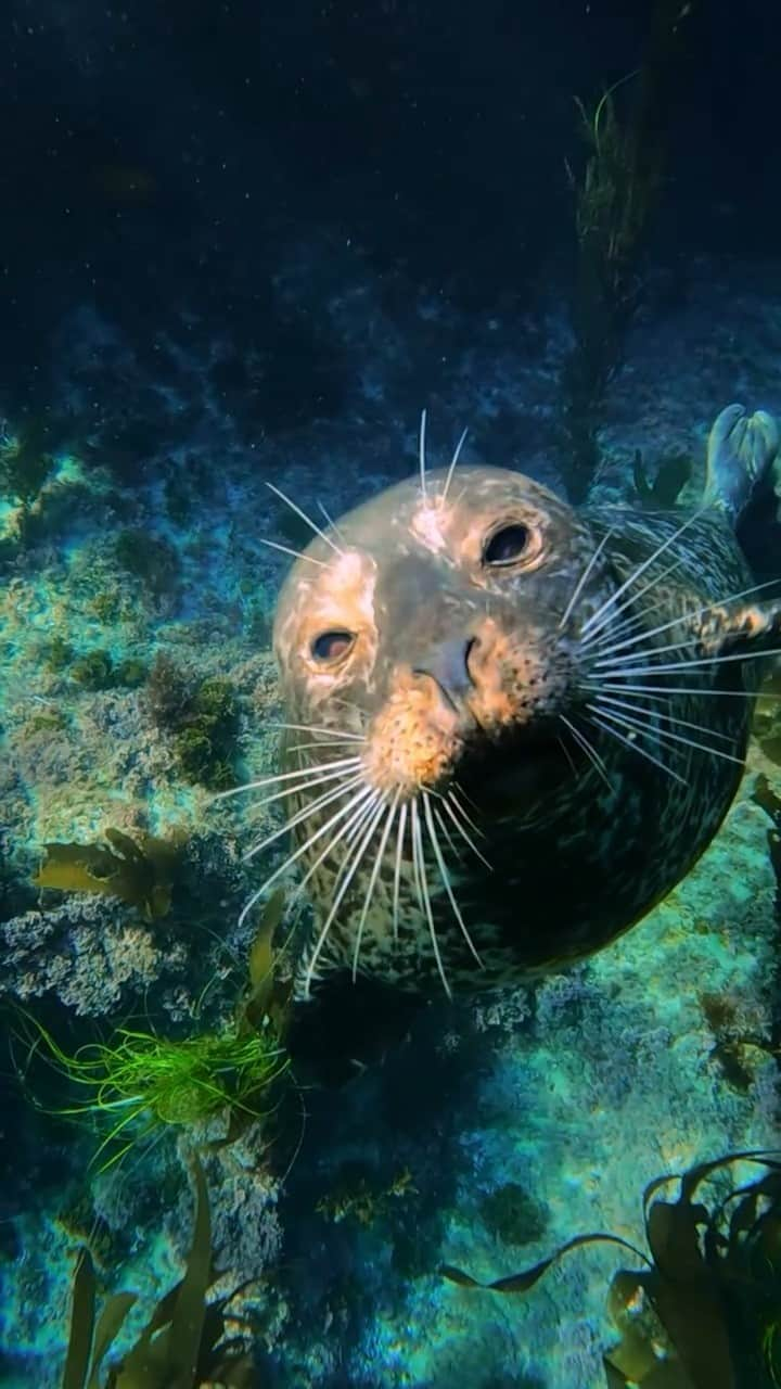 GoProのインスタグラム