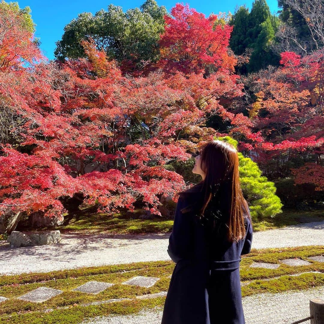 田尻夏樹（なつきんぐ）のインスタグラム：「紅葉がとっても綺麗だった🍁」