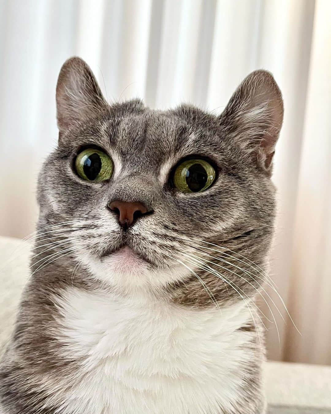 高見恭子さんのインスタグラム写真 - (高見恭子Instagram)「好奇心はあなたの背中の羽根を大きくしてくれる。  #cat#catlove #catphoto #catlife  #americncurl  #lovecat #lifeisbeautiful」12月2日 19時33分 - takami_kyoko