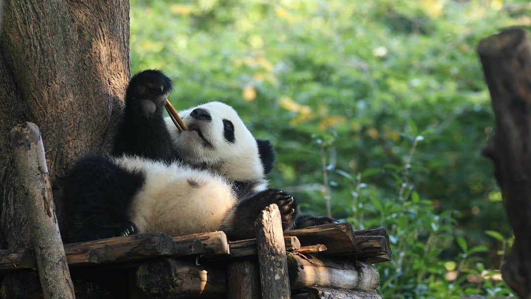 iPandaのインスタグラム：「It’s no big deal if the big bamboo falls. My little teeth are just perfect for the little bamboo! (Bei Chen) 🐼 🐼 🐼 #Panda #iPanda #Cute #HiPanda #ChengduPandaBase  For more panda information, please check out: https://en.ipanda.com」
