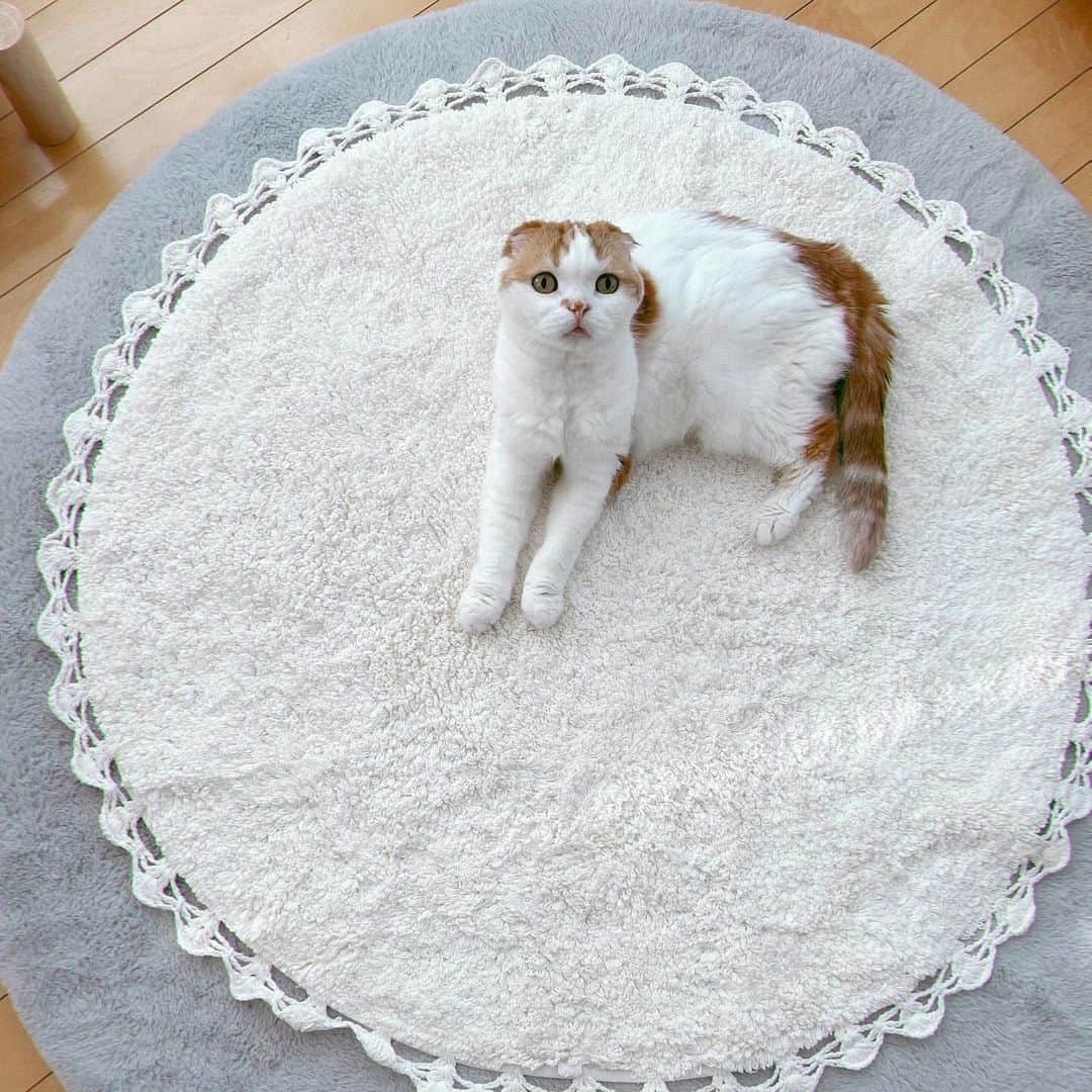 のんたさんのインスタグラム写真 - (のんたInstagram)「ある朝☀️ こんなにかわいいのんちゃんを発見！！ 「赤ちゃんみたいなのんちゃんがいるよ！」と朝から盛り上がりました！  のんちゃんの近況として もうお耳が聞こえなくなり、とても大きな声で私たちを呼びます。 ほとんど叫び声に近いです😢 のんちゃんは一生懸命、私やパパを呼んでいるのに 自分の声が聞こえないという状況なんだと思います。  歩き方もヨタヨタからそろりそろりとなりました。 体重もついに3kgを切ってしまい いろいろ考えたり、考えるのを無理やりやめたりしています。 血液検査でのいろんな数値に一喜一憂しているここ数年ですが 体重3kgをキープすることは大きな目標だったので だいぶ落ち込みました。  でもこんなにかわいいので大丈夫！！ 赤ちゃんみたいでほんとかわいい💕」12月2日 20時28分 - utacci