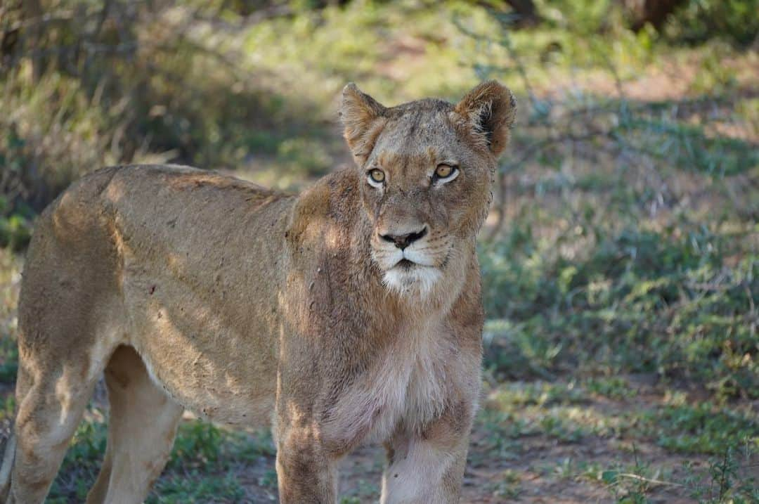 Remiのインスタグラム：「beautiful lives through their eyes. 望遠レンズの先に見えた美しい動物たちの姿。 それぞれの生き物の「目」がとても印象的で、レンズ越しに惹き込まれました。  目は人の感情を表すというけど、 「この目は何を考えているんだろう」 「彼らの目では私たちはどう見えているんだろう」 と想像を膨らませながら、原点に戻った気持ちに。  きっと一生で一度きりの出会いだけど、一体一体の動物たちから色んなことを教わりました。  📷 #sonyalpha7c @sony  lens #tamron70300 #sony1635gm  ———— 📍#KrugerNationalPark , #SouthAfrica🇿🇦 🐘 @kapamaprivategamereserve  👨‍👩‍👧‍👦 @hh.channel2023  🗓 2023.11.24-26  世界一周日記はアメブロ& @hh.channel2023 にて🎬  #クルーガー国立公園 #アフリカサファリ #サファリ旅 #子連れアフリカ #子連れ旅行 #子連れ世界一周 #世界一周中 #世界一周旅行 #krugerpark #SouthAfrica #🇿🇦#worldroundtrip #africansafari #safarilife #remi_world2023」