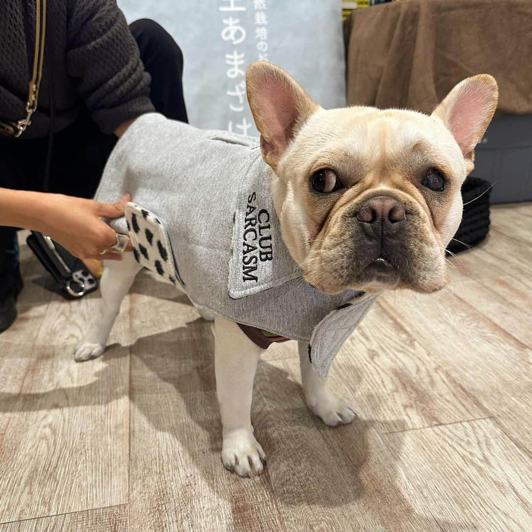 Aya（高本彩）さんのインスタグラム写真 - (Aya（高本彩）Instagram)「@frenchbulldogjamboree 明日もあるよー🐶今日はたくさんのお友達に会えてせんべいもご満悦でした‼️しかもしかもサプライズゲストで @playful_mag の森さんが‼️森さんは思い出がたくさん詰まった洋服（古着）をアップサイクルしてワンちゃん用の洋服を作っている方‼️  先日森さんにダンボール二箱分ぐらいの古着を送ったところ今日サプライズでせんべいの洋服をプレゼントしてくださったのです。 しかも私の特にお気に入りだった洋服で。。 感動‼️森さんの愛犬ちゃんとせんべいが似ていたので写真撮らせてもらいました😂  明日もイベントやっているのでお待ちしてます‼️  日時: 2023.12.2 SAT-12.3 SUN 　　　11:00-17:00 . 場所: WANCOTT @wancott.com.yokohama  . 入場料: 入場券: 1,000円 ✳︎ご家族は1組(大人2名まで1,000円) ✳︎中学生以下は無料 ✳︎経費を除き、保護団体に寄付します ＊WANCOTT会員様は入場無料となります . . . #frenchbulldogjamboree #frebulljamboree #fbj #フレンチブルドッグジャンボリー #フレジャン #フレジャン注意事項」12月2日 20時44分 - aya_dream04