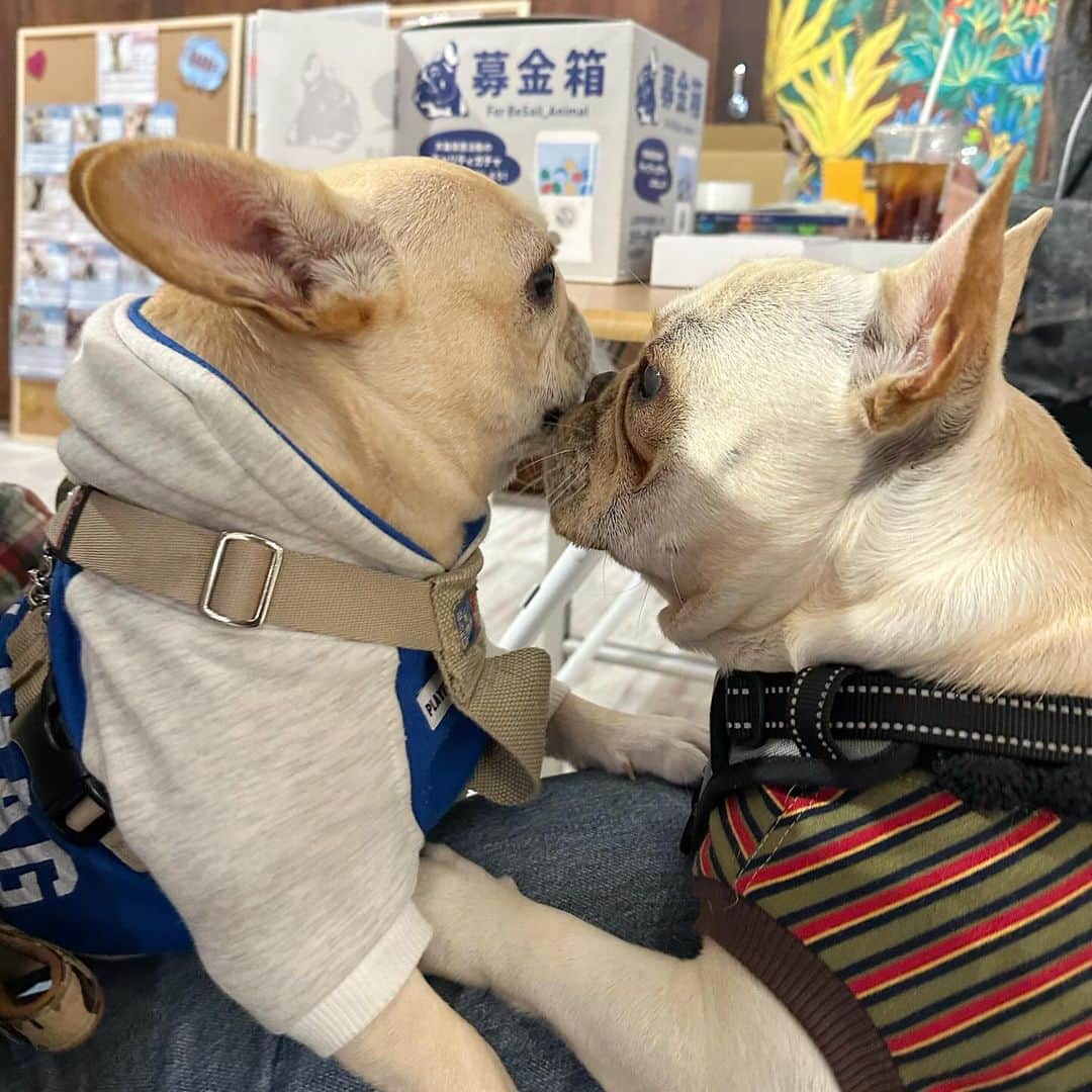 Aya（高本彩）さんのインスタグラム写真 - (Aya（高本彩）Instagram)「@frenchbulldogjamboree 明日もあるよー🐶今日はたくさんのお友達に会えてせんべいもご満悦でした‼️しかもしかもサプライズゲストで @playful_mag の森さんが‼️森さんは思い出がたくさん詰まった洋服（古着）をアップサイクルしてワンちゃん用の洋服を作っている方‼️  先日森さんにダンボール二箱分ぐらいの古着を送ったところ今日サプライズでせんべいの洋服をプレゼントしてくださったのです。 しかも私の特にお気に入りだった洋服で。。 感動‼️森さんの愛犬ちゃんとせんべいが似ていたので写真撮らせてもらいました😂  明日もイベントやっているのでお待ちしてます‼️  日時: 2023.12.2 SAT-12.3 SUN 　　　11:00-17:00 . 場所: WANCOTT @wancott.com.yokohama  . 入場料: 入場券: 1,000円 ✳︎ご家族は1組(大人2名まで1,000円) ✳︎中学生以下は無料 ✳︎経費を除き、保護団体に寄付します ＊WANCOTT会員様は入場無料となります . . . #frenchbulldogjamboree #frebulljamboree #fbj #フレンチブルドッグジャンボリー #フレジャン #フレジャン注意事項」12月2日 20時44分 - aya_dream04