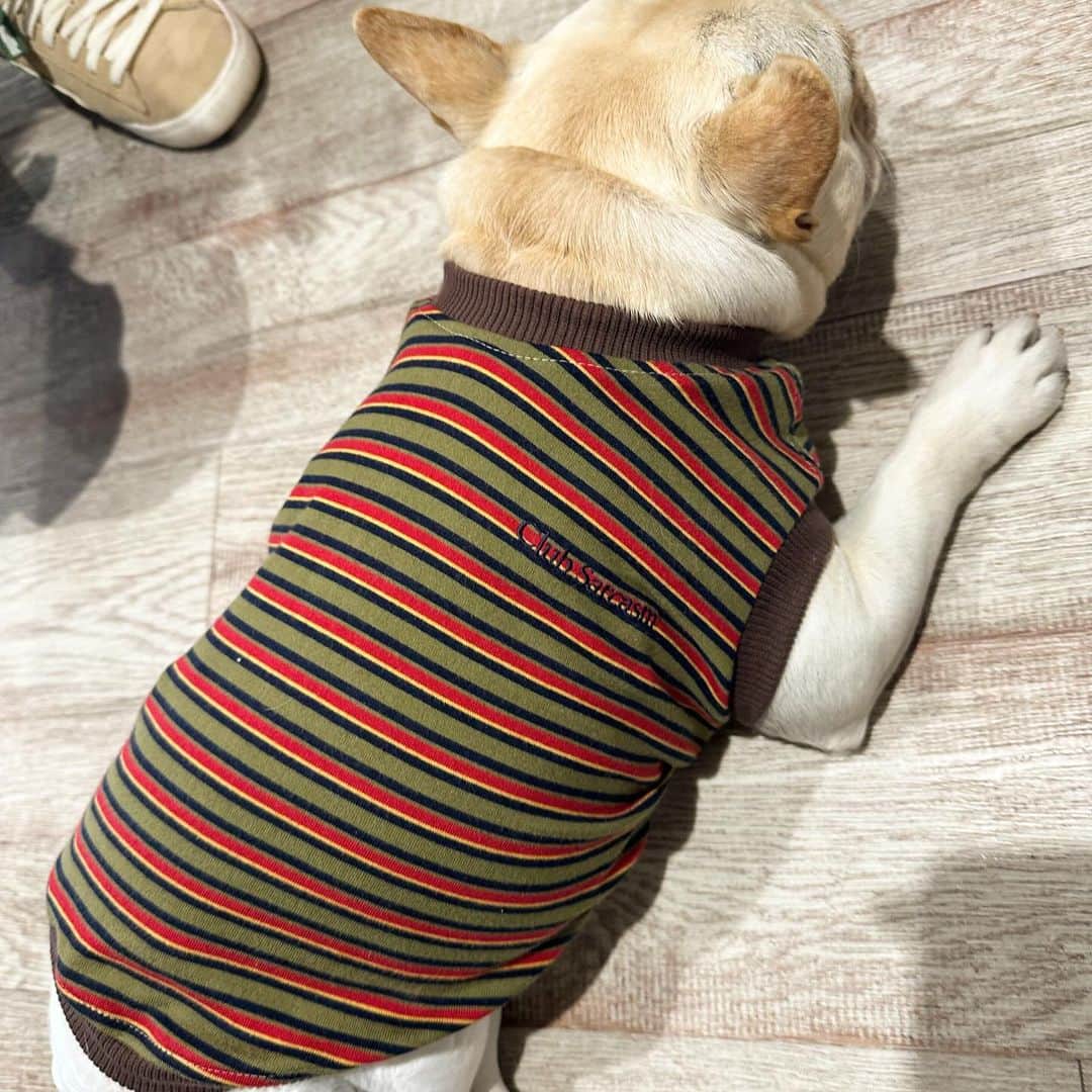 Aya（高本彩）さんのインスタグラム写真 - (Aya（高本彩）Instagram)「@frenchbulldogjamboree 明日もあるよー🐶今日はたくさんのお友達に会えてせんべいもご満悦でした‼️しかもしかもサプライズゲストで @playful_mag の森さんが‼️森さんは思い出がたくさん詰まった洋服（古着）をアップサイクルしてワンちゃん用の洋服を作っている方‼️  先日森さんにダンボール二箱分ぐらいの古着を送ったところ今日サプライズでせんべいの洋服をプレゼントしてくださったのです。 しかも私の特にお気に入りだった洋服で。。 感動‼️森さんの愛犬ちゃんとせんべいが似ていたので写真撮らせてもらいました😂  明日もイベントやっているのでお待ちしてます‼️  日時: 2023.12.2 SAT-12.3 SUN 　　　11:00-17:00 . 場所: WANCOTT @wancott.com.yokohama  . 入場料: 入場券: 1,000円 ✳︎ご家族は1組(大人2名まで1,000円) ✳︎中学生以下は無料 ✳︎経費を除き、保護団体に寄付します ＊WANCOTT会員様は入場無料となります . . . #frenchbulldogjamboree #frebulljamboree #fbj #フレンチブルドッグジャンボリー #フレジャン #フレジャン注意事項」12月2日 20時44分 - aya_dream04