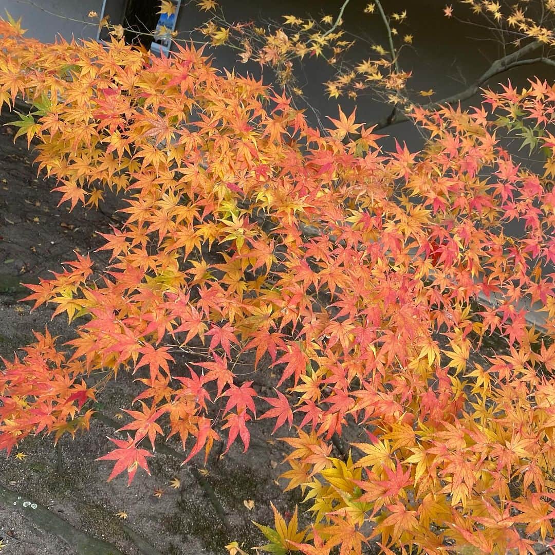 RURIKOさんのインスタグラム写真 - (RURIKOInstagram)「⁡紅の紅葉も素敵だけど、 黄金色のイチョウも素敵✨ ⁡ こちら後楽園✿ 日本三大庭園なのに、 近いと中々行かないもんですよね。 ⁡ もっと季節を探しに行かないと 勿体無いね♡♥♡ ⁡ 見上げるとイチョウのシャンデリア、 足元はイチョウの絨毯💛 ⁡ 色鮮やかで何だか可愛い葉っぱ。 手に持っていたイチョウの葉は、 車の中に飾ってます♡♥♡ ⁡ ⁡ 私は寒いのが苦手なので、 お気に入りのマフラーで、 首元を暖かくしていったよ❤︎ バイカラーで可愛いな😌༶༶༶ ⁡ ⁡ ⁡ ⁡ #イチョウ#銀杏#紅葉#後楽園 #日本三大庭園#お散歩#四季 #マフラー#バイカラー#シンプルコーデ #お気に入り#暖かく#ナチュラル #thankyou #natural #yoga#yogainstructor #love#happylife #selfie#beauty#healthy #japan#japanesebeauty#asian #elegan#RURIKO#岡山」12月2日 20時59分 - rurico37