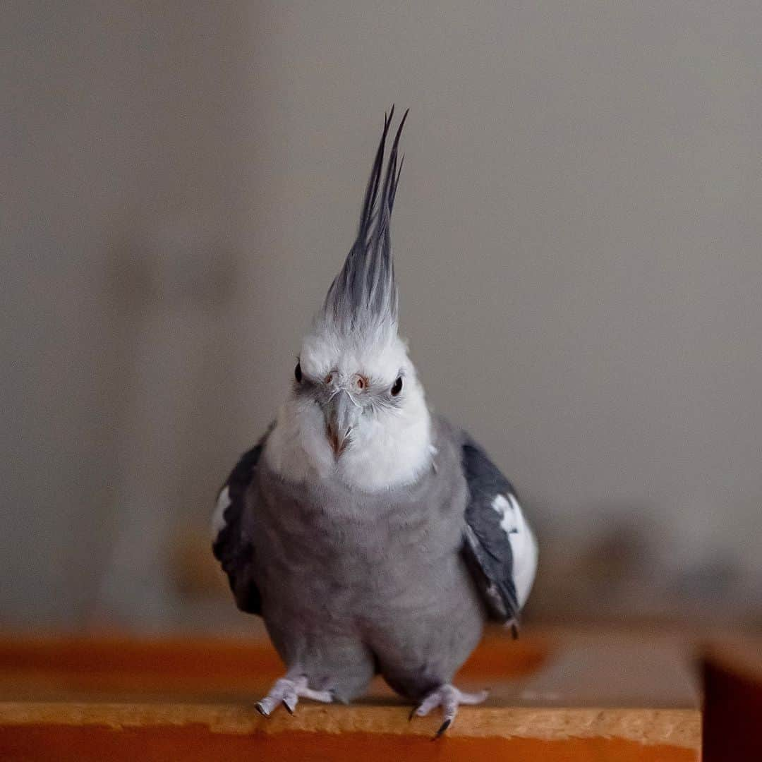 YURAPOi ゆらぽぃのインスタグラム：「Jump over the gap ! スキマを飛び越えるゆらセンパイ!  📸🐦✈️  おうちと、おうちのスキマのジャンプを繰り返すゆらセンパイ💦 何回も飛んで、ちょっと怒り顔？！  #YURAPOi #bird  #Cockatiel  #calopsita  #オカメインコ #インコ #ゆらぽぃ #WeeklyFluff #ゆらちゃん #ゆらセンパイ #yura #鳥 #小鳥  #インコ部 #インコスタグラム #ふわもこ部 #もふもふ #birdgram #birdstagram #birdlife #birdlove #birdlover #birdphotography #ジャンプ　#jumpover #jump」