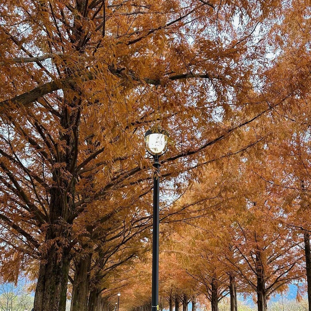 神野友亜さんのインスタグラム写真 - (神野友亜Instagram)「皆さま、こんばんは。  あっという間に12月ですね。 寒い日が続いていますが、みなさんお元気ですか⁇ 私は先日、滋賀県のメタセコイア並木でオレンジ色のパワーを吸収してきたので、元気もりもりです🍊  2023年もあと少し。 風邪をひかないようにポカポカでお過ごしくださいっ‼︎ 本日もお疲れさまです。」12月2日 20時52分 - yua_sard