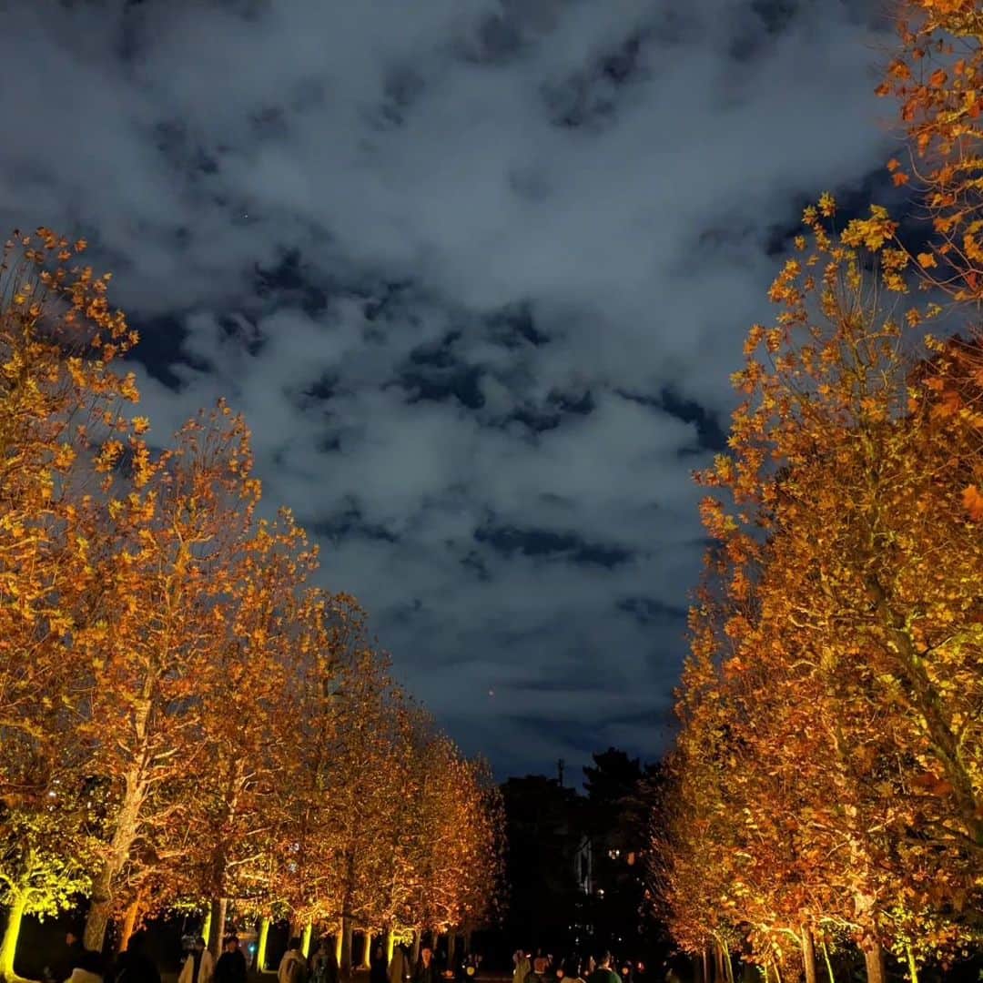 安奈淳さんのインスタグラム写真 - (安奈淳Instagram)「春の桜に続き、新宿御苑のライトアップされた紅葉を見てきました❗️ キレイだけど何ともいえない怪しい感じ。。四谷怪談みたい～😂  お家には小さい蘭とシンプルなクリスマスリース。いい香り😌  そして、いのちの木陰のDVDができました～🙋 私が企画制作し、念願の動物保護活動に少しでもお役にたてたかと自負しております。イラストも描きました😊 皆様ご購入宜しくお願いします❗️  #新宿御苑 #クリスマスリース #いのちの木陰 #安奈淳」12月2日 20時56分 - annajun0729