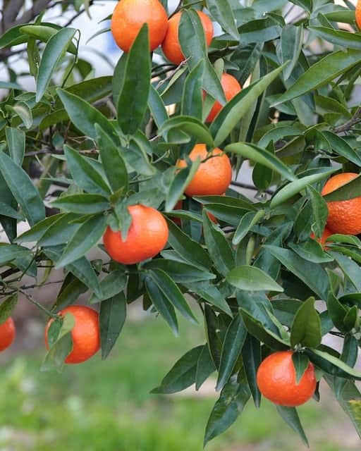 @aroma アットアロマさんのインスタグラム写真 - (@aroma アットアロマInstagram)「［mandarin |マンダリン］ 肌寒さを感じるような季節に使いたい マンダリンの香り。 日本人には親しみを感じやすい 「ぽんかん」の仲間で、安心感をもたらすような、 やさしさと温かみがあります。  柑橘らしい香りに加え、お花のネロリなどに 共通する芳香成分の一部をもっているため、 ほのかにフローラルな印象も感じられます。  マンダリンの香りには心を落ち着かせ、 不安な気持ちや沈んだ感情を明るく 持ち上げてくれる働きが期待できます。  誰もが笑顔になれるような明るい印象をもった香りなので、 家族みんなが集まる寛ぎの時間や、 友人をお迎えするときなど、 日常的なシーンにも取り入れやすい香りです。   ----------------------- 主な芳香成分：リモネン、γ-テルピネン、α-ピネン 香りの機能：鎮静、抗うつ、抗菌、抗ウイルス キーワード：懐かしさ、温かさ、やわらかい甘さ -----------------------  ＊ホリデー限定「スパークリングシトラス」では マンダリンとスパイスがブレンドされた 少し大人なマンダリンをお楽しみいただけます。 原料:マンダリン、オレンジ、カルダモン、ジュニパー、シナモン etc.  より詳しい内容は、 アットアロマ公式オンラインストア「アロマソムリエ」や 公式アプリの「オイル図鑑」でご紹介しています。 あとから見返すには保存がおすすめです。 ぜひご活用ください。  ▷ホリデーギフト2023の詳細はプロフィールURLをご覧ください。 @ataroma_official  #ataroma #アットアロマ #mandarin #マンダリン」12月2日 21時00分 - ataroma_official