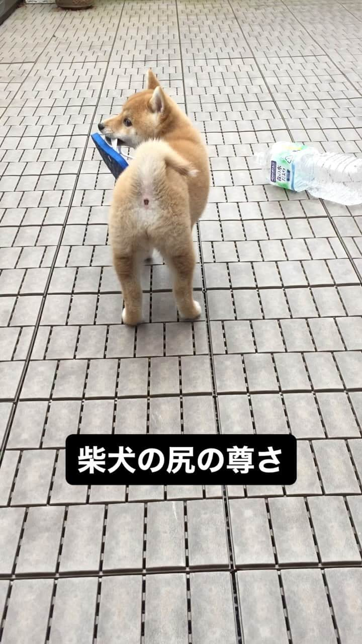 柴犬ハル&保護犬すずのインスタグラム