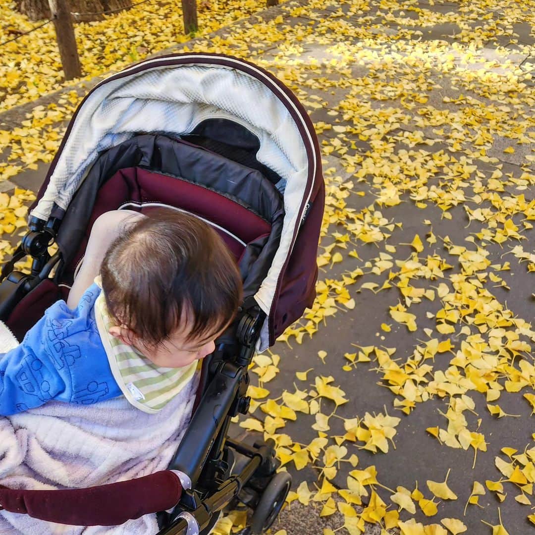 森真奈美のインスタグラム：「·⁡⁡ ⁡綺麗な落ち葉の絨毯🍂⁡ あっという間に⁡もう冬ですね☃❄⁡ ⁡今年もあと少し…⁡ ⁡·⁡ ⁡ #いちょう並木 ⁡ #アート #お散歩 ⁡#落ち葉の絨毯  #あかちゃんとおでかけ ⁡ ⁡ #子育て日記  #こそだてぐらむ」