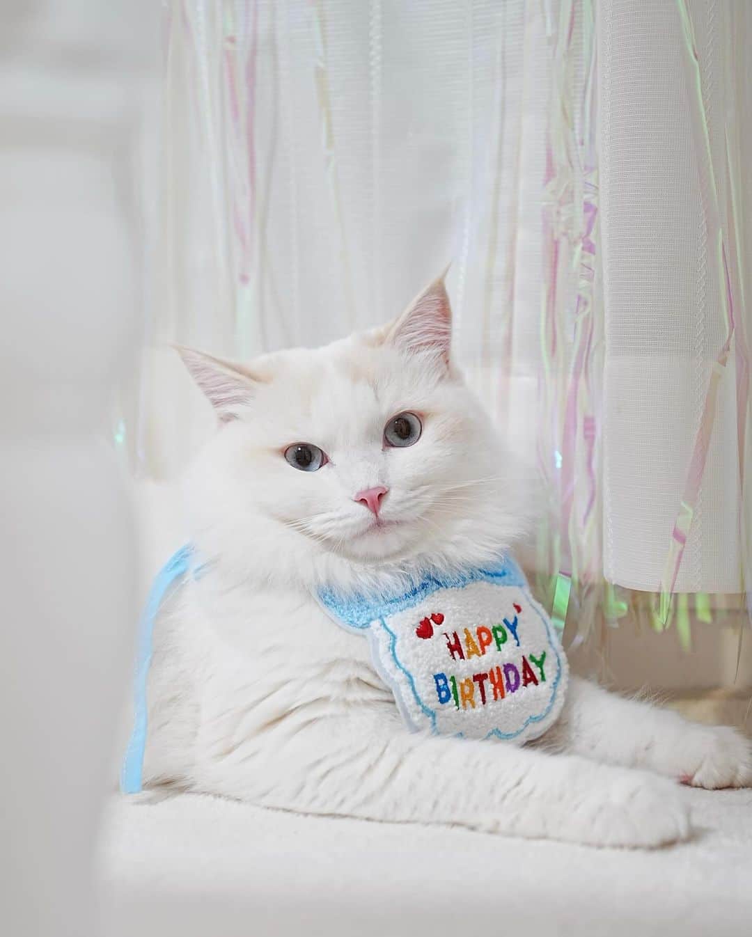 くまくまくまさんのインスタグラム写真 - (くまくまくまInstagram)「・ 義理息子のお祝いしてきたにゃー♡🐱  ロク君一歳の誕生日おめでとう🎂🎊  #癒し猫 #犬派だけど猫も好き #癒しの時間#動物大好き」12月2日 21時27分 - dango_kuma