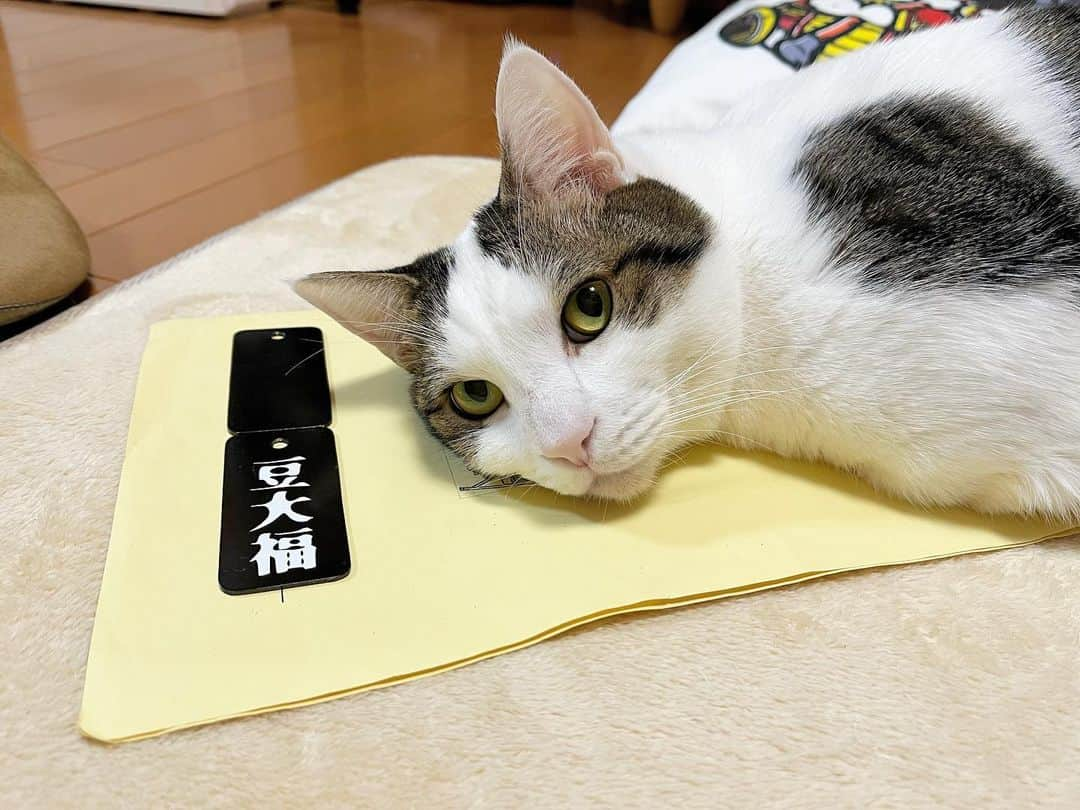 ひのき猫さんのインスタグラム写真 - (ひのき猫Instagram)「豆大福の向こうには… ホットカーペットパワーすげ〜(笑)  ・ ・ ・  #ひのき猫  #ひのき  #ひまわり  #秀吉  #豆大福  #オデコ  #ぽっちゃり猫  #ぬいぐるみ猫  #女王様猫  #みんな一緒  #かわいい猫  #ホットカーペット猫  #猫との生活  #cats  #catstagram  #cutecats」12月2日 21時45分 - hinoki.cute.kitten