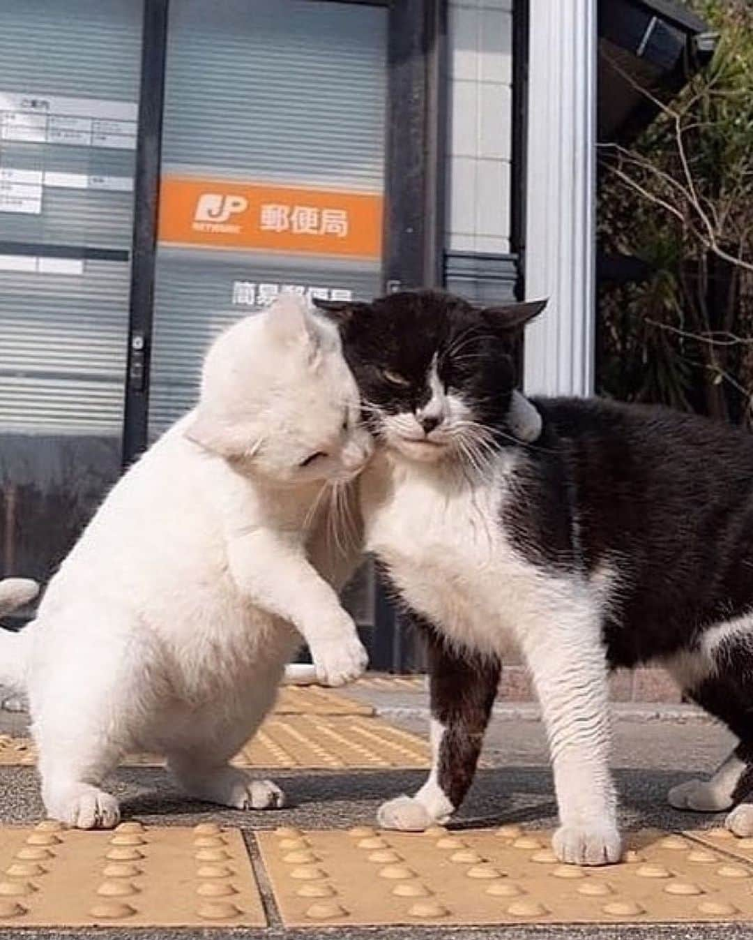 Cute Pets Dogs Catsさんのインスタグラム写真 - (Cute Pets Dogs CatsInstagram)「Cat group. 😍  Credit: adorable @simabossneko (*read note below) ** For all crediting issues and removals pls 𝐄𝐦𝐚𝐢𝐥 𝐮𝐬 ☺️  𝐍𝐨𝐭𝐞: we don’t own this video/pics, all rights go to their respective owners. If owner is not provided, tagged (meaning we couldn’t find who is the owner), 𝐩𝐥𝐬 𝐄𝐦𝐚𝐢𝐥 𝐮𝐬 with 𝐬𝐮𝐛𝐣𝐞𝐜𝐭 “𝐂𝐫𝐞𝐝𝐢𝐭 𝐈𝐬𝐬𝐮𝐞𝐬” and 𝐨𝐰𝐧𝐞𝐫 𝐰𝐢𝐥𝐥 𝐛𝐞 𝐭𝐚𝐠𝐠𝐞𝐝 𝐬𝐡𝐨𝐫𝐭𝐥𝐲 𝐚𝐟𝐭𝐞𝐫.  We have been building this community for over 6 years, but 𝐞𝐯𝐞𝐫𝐲 𝐫𝐞𝐩𝐨𝐫𝐭 𝐜𝐨𝐮𝐥𝐝 𝐠𝐞𝐭 𝐨𝐮𝐫 𝐩𝐚𝐠𝐞 𝐝𝐞𝐥𝐞𝐭𝐞𝐝, pls email us first. **  #catloversclub #cat #cats #catofinstagram」12月2日 21時54分 - dailycatclub