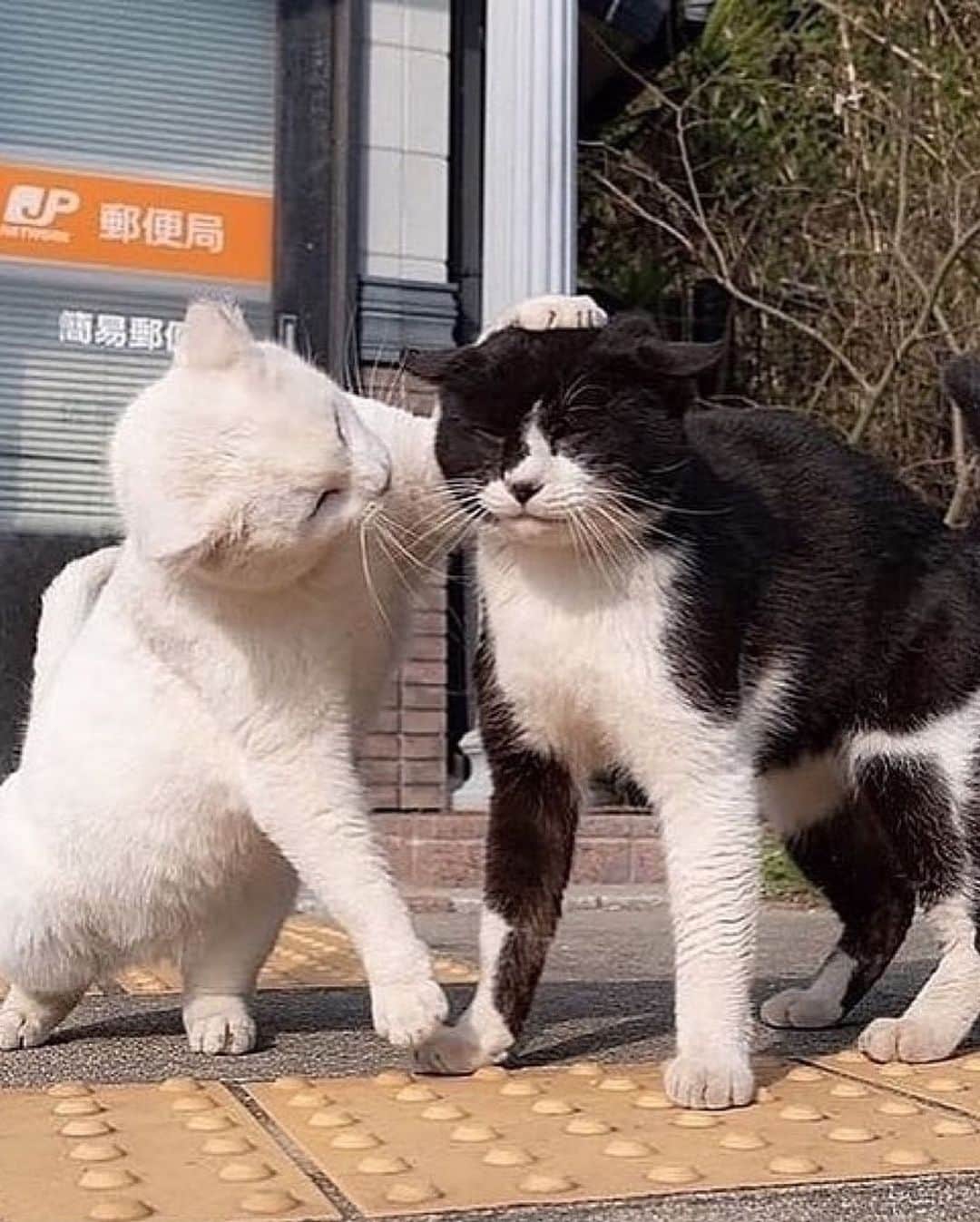 Cute Pets Dogs Catsさんのインスタグラム写真 - (Cute Pets Dogs CatsInstagram)「Cat group. 😍  Credit: adorable @simabossneko (*read note below) ** For all crediting issues and removals pls 𝐄𝐦𝐚𝐢𝐥 𝐮𝐬 ☺️  𝐍𝐨𝐭𝐞: we don’t own this video/pics, all rights go to their respective owners. If owner is not provided, tagged (meaning we couldn’t find who is the owner), 𝐩𝐥𝐬 𝐄𝐦𝐚𝐢𝐥 𝐮𝐬 with 𝐬𝐮𝐛𝐣𝐞𝐜𝐭 “𝐂𝐫𝐞𝐝𝐢𝐭 𝐈𝐬𝐬𝐮𝐞𝐬” and 𝐨𝐰𝐧𝐞𝐫 𝐰𝐢𝐥𝐥 𝐛𝐞 𝐭𝐚𝐠𝐠𝐞𝐝 𝐬𝐡𝐨𝐫𝐭𝐥𝐲 𝐚𝐟𝐭𝐞𝐫.  We have been building this community for over 6 years, but 𝐞𝐯𝐞𝐫𝐲 𝐫𝐞𝐩𝐨𝐫𝐭 𝐜𝐨𝐮𝐥𝐝 𝐠𝐞𝐭 𝐨𝐮𝐫 𝐩𝐚𝐠𝐞 𝐝𝐞𝐥𝐞𝐭𝐞𝐝, pls email us first. **  #catloversclub #cat #cats #catofinstagram」12月2日 21時54分 - dailycatclub