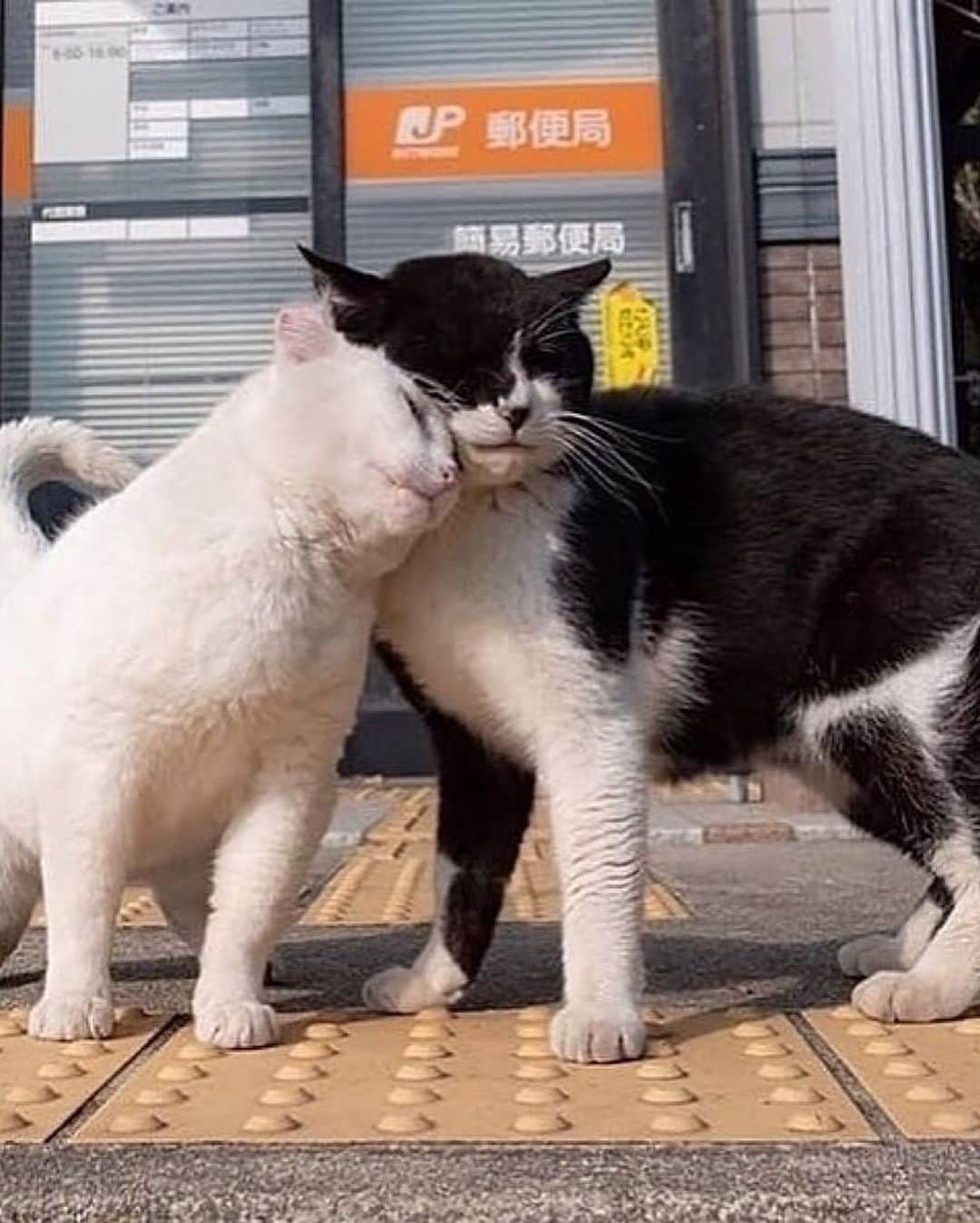 Cute Pets Dogs Catsさんのインスタグラム写真 - (Cute Pets Dogs CatsInstagram)「Cat group. 😍  Credit: adorable @simabossneko (*read note below) ** For all crediting issues and removals pls 𝐄𝐦𝐚𝐢𝐥 𝐮𝐬 ☺️  𝐍𝐨𝐭𝐞: we don’t own this video/pics, all rights go to their respective owners. If owner is not provided, tagged (meaning we couldn’t find who is the owner), 𝐩𝐥𝐬 𝐄𝐦𝐚𝐢𝐥 𝐮𝐬 with 𝐬𝐮𝐛𝐣𝐞𝐜𝐭 “𝐂𝐫𝐞𝐝𝐢𝐭 𝐈𝐬𝐬𝐮𝐞𝐬” and 𝐨𝐰𝐧𝐞𝐫 𝐰𝐢𝐥𝐥 𝐛𝐞 𝐭𝐚𝐠𝐠𝐞𝐝 𝐬𝐡𝐨𝐫𝐭𝐥𝐲 𝐚𝐟𝐭𝐞𝐫.  We have been building this community for over 6 years, but 𝐞𝐯𝐞𝐫𝐲 𝐫𝐞𝐩𝐨𝐫𝐭 𝐜𝐨𝐮𝐥𝐝 𝐠𝐞𝐭 𝐨𝐮𝐫 𝐩𝐚𝐠𝐞 𝐝𝐞𝐥𝐞𝐭𝐞𝐝, pls email us first. **  #catloversclub #cat #cats #catofinstagram」12月2日 21時54分 - dailycatclub