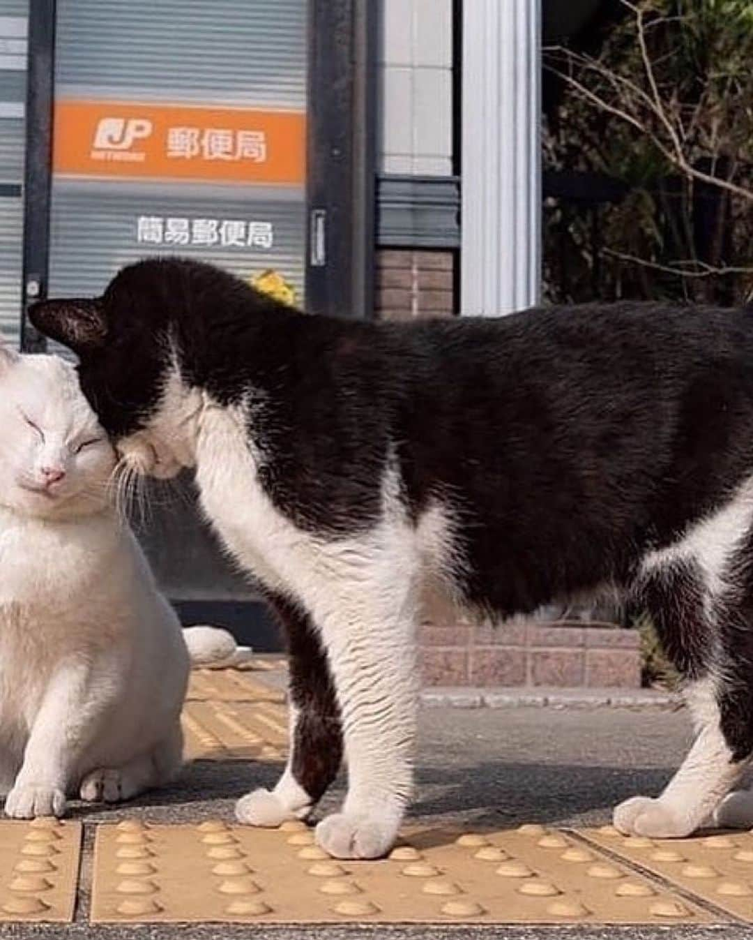 Cute Pets Dogs Catsさんのインスタグラム写真 - (Cute Pets Dogs CatsInstagram)「Cat group. 😍  Credit: adorable @simabossneko (*read note below) ** For all crediting issues and removals pls 𝐄𝐦𝐚𝐢𝐥 𝐮𝐬 ☺️  𝐍𝐨𝐭𝐞: we don’t own this video/pics, all rights go to their respective owners. If owner is not provided, tagged (meaning we couldn’t find who is the owner), 𝐩𝐥𝐬 𝐄𝐦𝐚𝐢𝐥 𝐮𝐬 with 𝐬𝐮𝐛𝐣𝐞𝐜𝐭 “𝐂𝐫𝐞𝐝𝐢𝐭 𝐈𝐬𝐬𝐮𝐞𝐬” and 𝐨𝐰𝐧𝐞𝐫 𝐰𝐢𝐥𝐥 𝐛𝐞 𝐭𝐚𝐠𝐠𝐞𝐝 𝐬𝐡𝐨𝐫𝐭𝐥𝐲 𝐚𝐟𝐭𝐞𝐫.  We have been building this community for over 6 years, but 𝐞𝐯𝐞𝐫𝐲 𝐫𝐞𝐩𝐨𝐫𝐭 𝐜𝐨𝐮𝐥𝐝 𝐠𝐞𝐭 𝐨𝐮𝐫 𝐩𝐚𝐠𝐞 𝐝𝐞𝐥𝐞𝐭𝐞𝐝, pls email us first. **  #catloversclub #cat #cats #catofinstagram」12月2日 21時54分 - dailycatclub