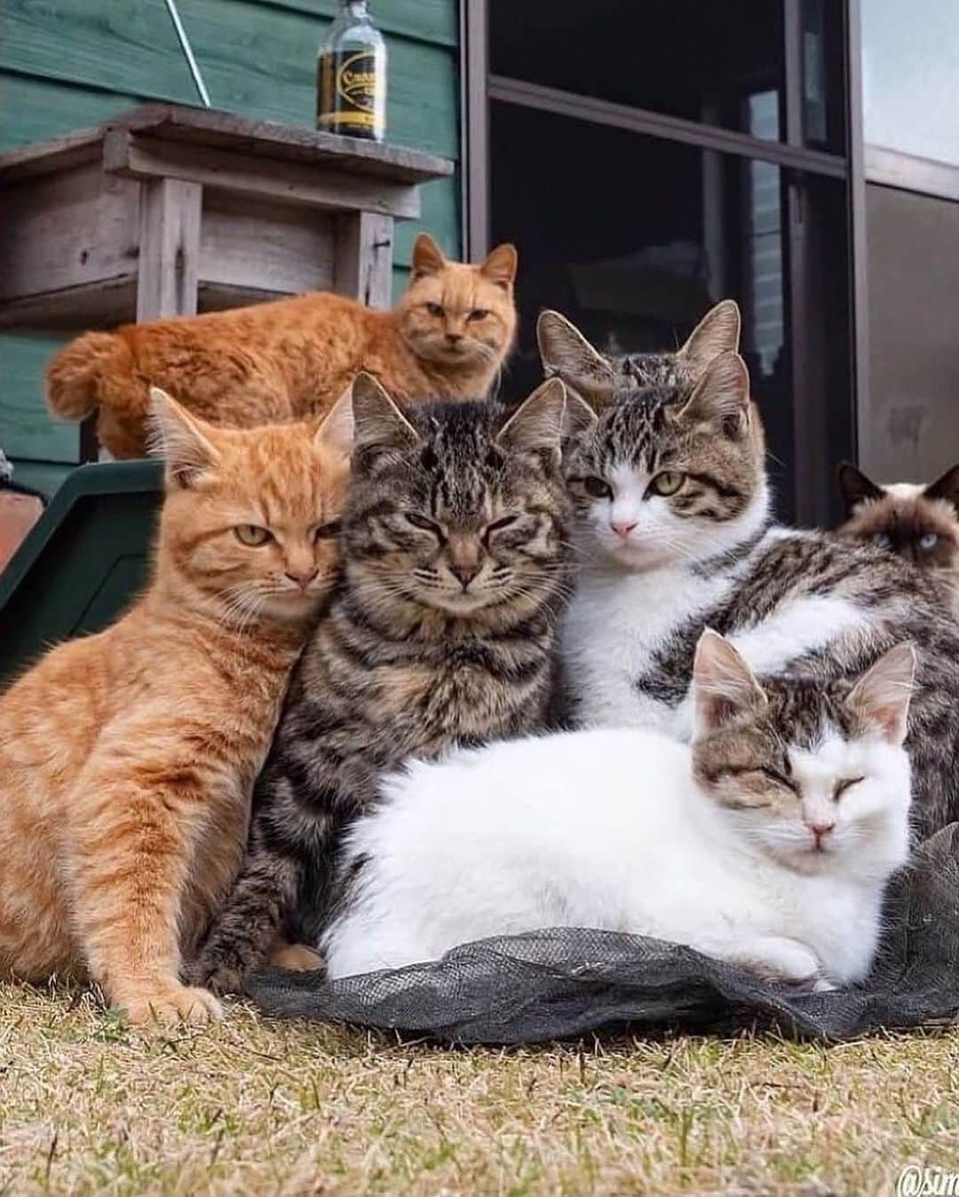 Cute Pets Dogs Catsさんのインスタグラム写真 - (Cute Pets Dogs CatsInstagram)「Cat group. 😍  Credit: adorable @simabossneko (*read note below) ** For all crediting issues and removals pls 𝐄𝐦𝐚𝐢𝐥 𝐮𝐬 ☺️  𝐍𝐨𝐭𝐞: we don’t own this video/pics, all rights go to their respective owners. If owner is not provided, tagged (meaning we couldn’t find who is the owner), 𝐩𝐥𝐬 𝐄𝐦𝐚𝐢𝐥 𝐮𝐬 with 𝐬𝐮𝐛𝐣𝐞𝐜𝐭 “𝐂𝐫𝐞𝐝𝐢𝐭 𝐈𝐬𝐬𝐮𝐞𝐬” and 𝐨𝐰𝐧𝐞𝐫 𝐰𝐢𝐥𝐥 𝐛𝐞 𝐭𝐚𝐠𝐠𝐞𝐝 𝐬𝐡𝐨𝐫𝐭𝐥𝐲 𝐚𝐟𝐭𝐞𝐫.  We have been building this community for over 6 years, but 𝐞𝐯𝐞𝐫𝐲 𝐫𝐞𝐩𝐨𝐫𝐭 𝐜𝐨𝐮𝐥𝐝 𝐠𝐞𝐭 𝐨𝐮𝐫 𝐩𝐚𝐠𝐞 𝐝𝐞𝐥𝐞𝐭𝐞𝐝, pls email us first. **  #catloversclub #cat #cats #catofinstagram」12月2日 21時54分 - dailycatclub