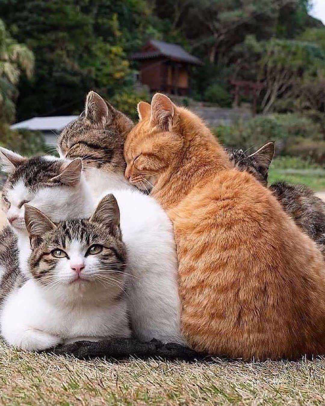 Cute Pets Dogs Catsのインスタグラム：「Cat group. 😍  Credit: adorable @simabossneko (*read note below) ** For all crediting issues and removals pls 𝐄𝐦𝐚𝐢𝐥 𝐮𝐬 ☺️  𝐍𝐨𝐭𝐞: we don’t own this video/pics, all rights go to their respective owners. If owner is not provided, tagged (meaning we couldn’t find who is the owner), 𝐩𝐥𝐬 𝐄𝐦𝐚𝐢𝐥 𝐮𝐬 with 𝐬𝐮𝐛𝐣𝐞𝐜𝐭 “𝐂𝐫𝐞𝐝𝐢𝐭 𝐈𝐬𝐬𝐮𝐞𝐬” and 𝐨𝐰𝐧𝐞𝐫 𝐰𝐢𝐥𝐥 𝐛𝐞 𝐭𝐚𝐠𝐠𝐞𝐝 𝐬𝐡𝐨𝐫𝐭𝐥𝐲 𝐚𝐟𝐭𝐞𝐫.  We have been building this community for over 6 years, but 𝐞𝐯𝐞𝐫𝐲 𝐫𝐞𝐩𝐨𝐫𝐭 𝐜𝐨𝐮𝐥𝐝 𝐠𝐞𝐭 𝐨𝐮𝐫 𝐩𝐚𝐠𝐞 𝐝𝐞𝐥𝐞𝐭𝐞𝐝, pls email us first. **  #catloversclub #cat #cats #catofinstagram」