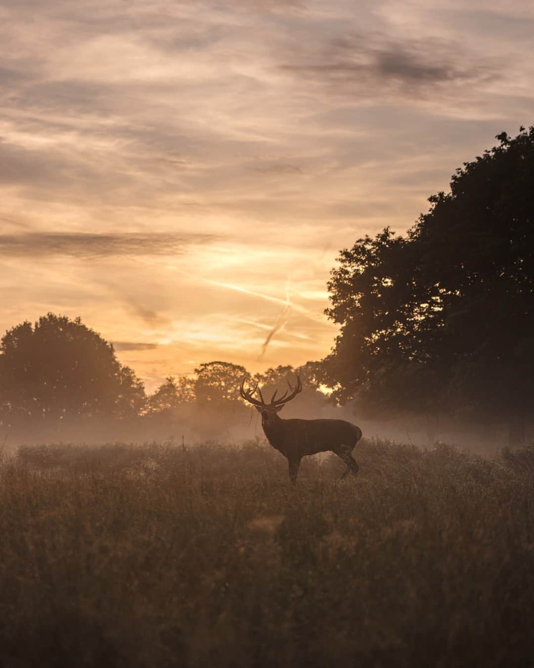 Canon UKさんのインスタグラム写真 - (Canon UKInstagram)「Your deer Images are truly captivating 🦌 📷  For a chance to be featured on our channel don’t forget to tag us and use #CanonUK in your amazing shots.   Image 1: 📷 by @Settysphotography   Camera: EOS-1D X Mark II  Lens: EF 500mm f/4L IS II USM Shutter Speed: 1/320, Aperture: f/5.6, ISO 5000  Image 2: 📷 by @aden_howard  Camera: EOS R5 Lens: EF 100-400mm f4.5-5.6L IS II USM using the EF/RF adapter Shutter Speed: 1/320, Aperture: f/5.6, ISO 1600  Image 3: 📷 by @fbimages  Camera: EOS R5 Lens: RF 28-70mm F2L USM  Shutter Speed: 1/400, Aperture: f/2, ISO 100   #canonuk #mycanon #canon_photography」12月2日 21時55分 - canonuk