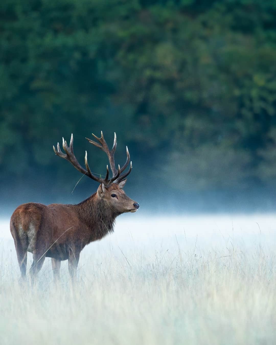 Canon UKのインスタグラム：「Your deer Images are truly captivating 🦌 📷  For a chance to be featured on our channel don’t forget to tag us and use #CanonUK in your amazing shots.   Image 1: 📷 by @Settysphotography   Camera: EOS-1D X Mark II  Lens: EF 500mm f/4L IS II USM Shutter Speed: 1/320, Aperture: f/5.6, ISO 5000  Image 2: 📷 by @aden_howard  Camera: EOS R5 Lens: EF 100-400mm f4.5-5.6L IS II USM using the EF/RF adapter Shutter Speed: 1/320, Aperture: f/5.6, ISO 1600  Image 3: 📷 by @fbimages  Camera: EOS R5 Lens: RF 28-70mm F2L USM  Shutter Speed: 1/400, Aperture: f/2, ISO 100   #canonuk #mycanon #canon_photography」