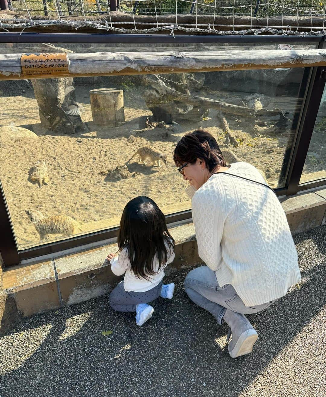 杉山愛さんのインスタグラム写真 - (杉山愛Instagram)「ちょっと前のお話ですが、、  息子を学校に送り出した後は 娘と一緒にズーラシアへ🐆🐘🦒🦏🦓 広すぎて前回は行けなかったサバンナゾーンに行ってきたよ👨‍👩‍👧 お兄ちゃん中心になりがちで、娘のなかなか時間が持てないので、今日は娘中心の時間💛 パパの肩車がお気に入りでした🤩 年パス購入したので、何回も行けたらいいね😊  #よこはま動物園ズーラシア  #ズーラシア #動物園 #大好き #今回は #サバンナゾーン #あっという間に #時間経つね #キリン #ライオン #ヘビーローテーション  #こどものいる暮らし  #家族時間 #時差投稿シリーズ」12月2日 22時01分 - aisugiyamaofficial