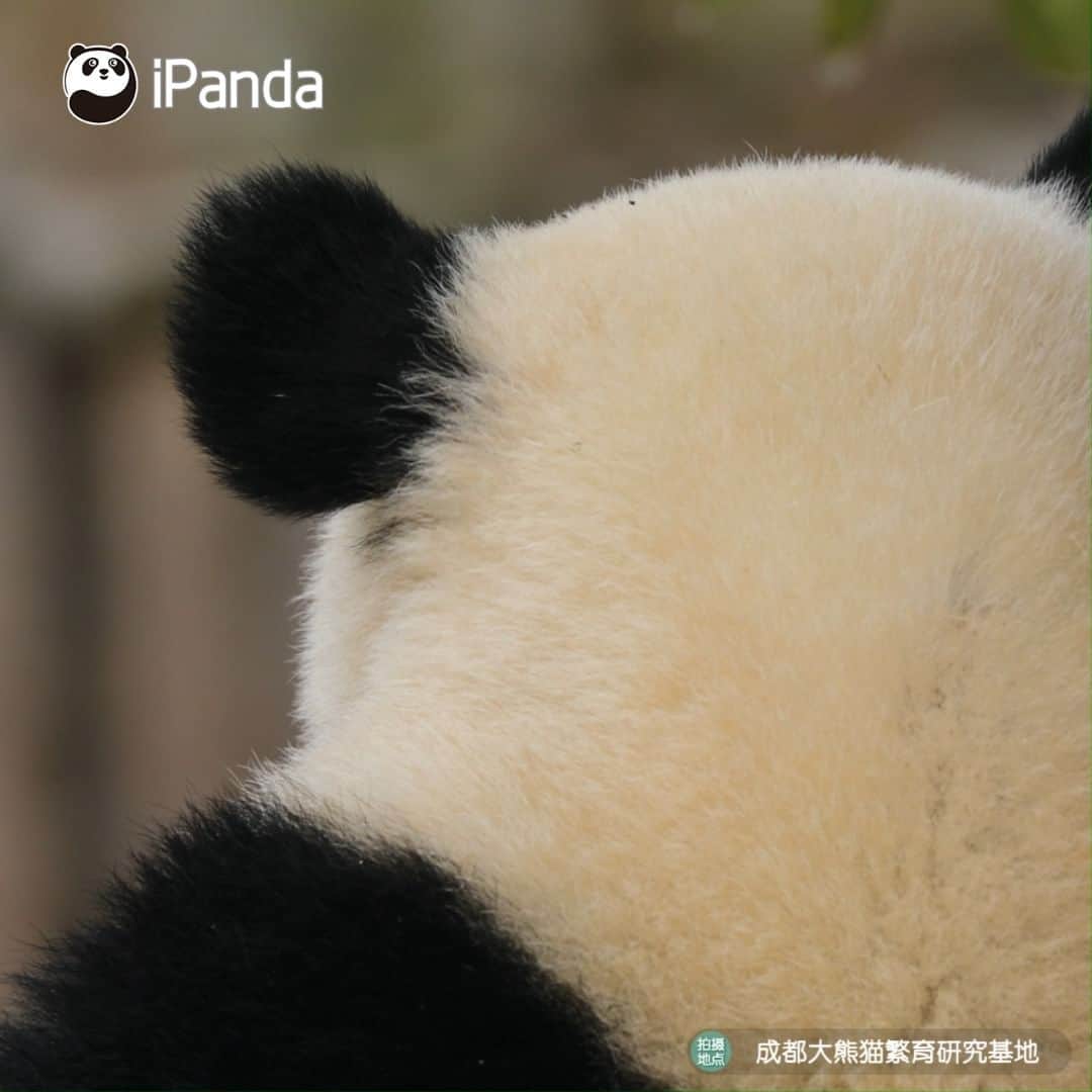 iPandaのインスタグラム：「Who is this cutie? 🐼 🐼 🐼 #Panda #iPanda #Cute #HiPanda #PandaTime #ChengduPandaBase」
