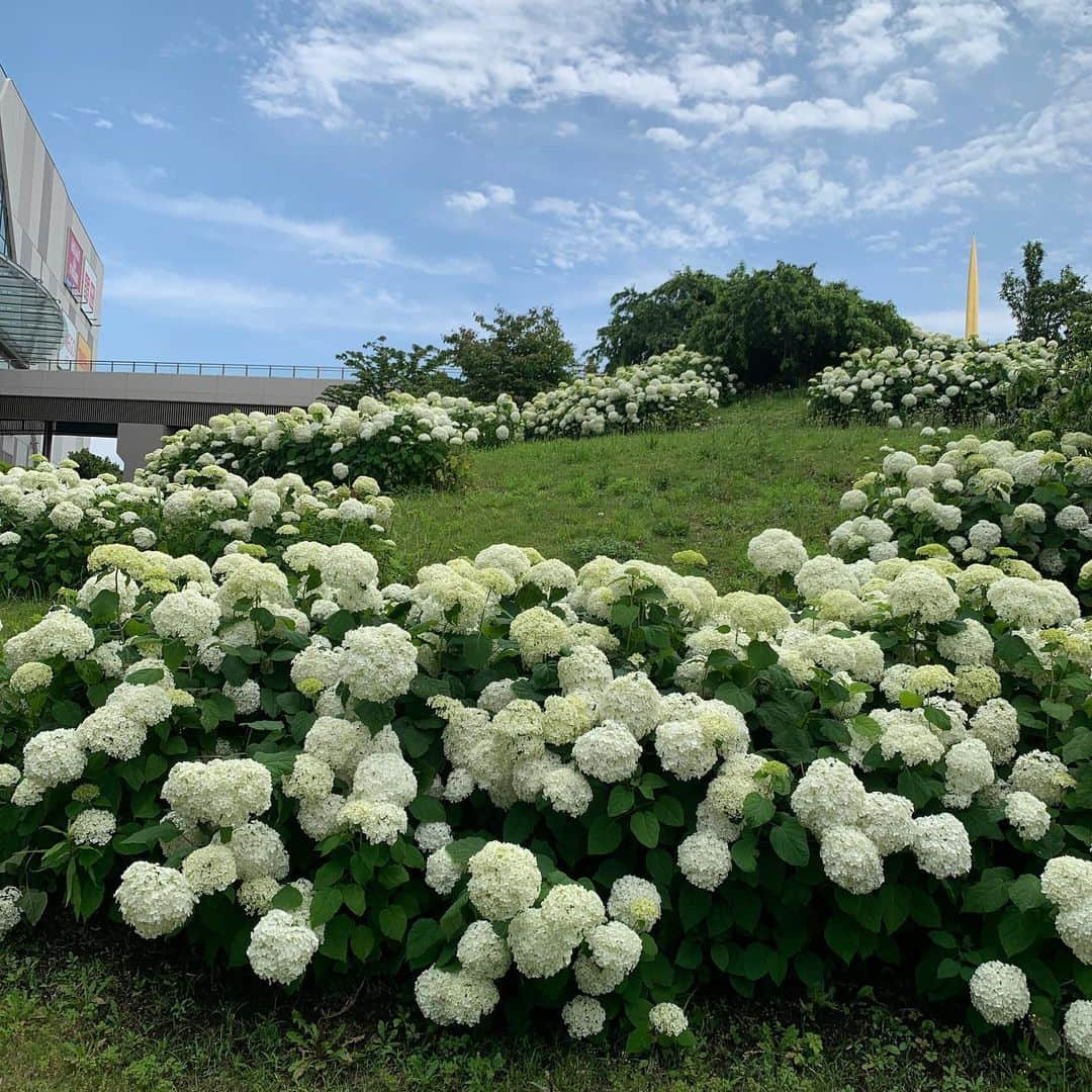 心花りりのインスタグラム：「𓈒 6月8日に撮った紫陽花‎𓂃 𓈒𓏸」