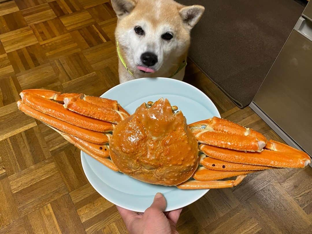 がんちゃんのインスタグラム：「今年もでっかい松葉ガニいただきました🙏 ありがたや〜🦀 犬は食べれなくて残念だね〜 撮影のギャラに鹿肉ジャーキーあげましたよ🦌」