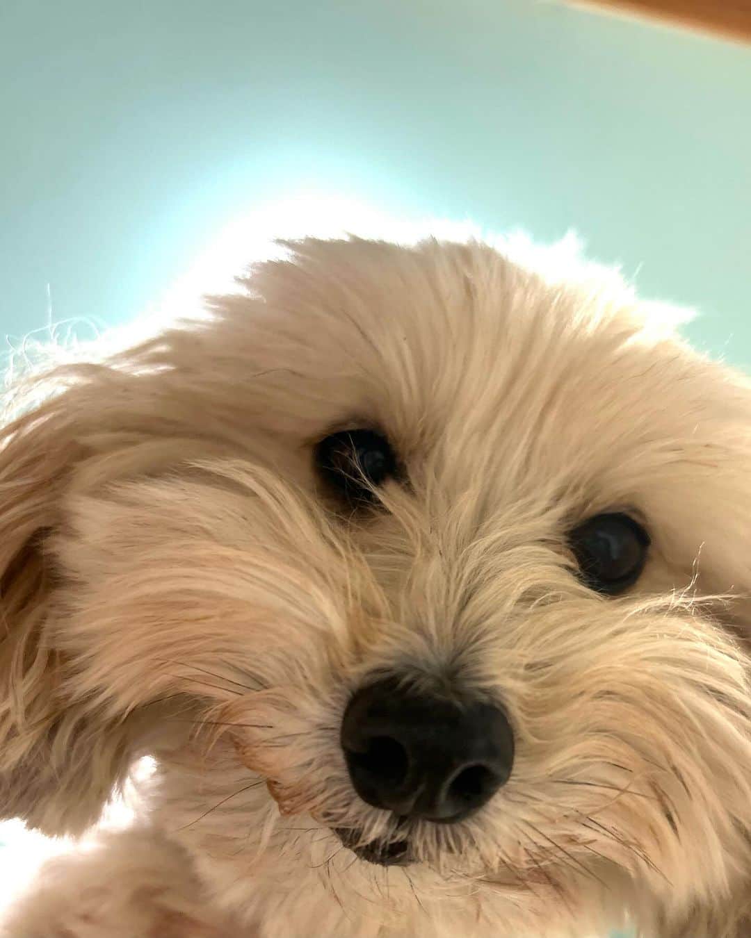 ハルペイさんのインスタグラム写真 - (ハルペイInstagram)「😠 まる🐶が朝、起こしてくれて助かりました😂 めざましがなっても寝てると、のぞきこんで、頭たたかれます😅 .  グループ展は明日まで〜✨ ギャラリーの看板犬もしょっちゅう喝入れてくれてます🤣 うちのまるもお迎えにきてくれたよ🥰 今日はかわいいフォロワーさんにも会えたり、大好きな人たちも来てくれたり、たくさんの素敵な初めましても嬉しかった🩷 明日はオープン時間には行けないけど、終わり次第なるべく早く行くつもりです✨ お越しくださった皆様、来れないけど応援してくださってる皆様、ありがとうございます😊 明日は最終日、 16時までです😌✨✨  #ありがとうございます #明日もお天気かな  .  🎄🎄🎄🎄🎄🎄🎄🎄🎄 「いろどりのクリスマス」 12/1(金）〜3日(日) 11:00~17:30 最終日16時まで D&D Kamakura Gallery (和室ギャラリールーム）  @dope_and_drakkar  鎌倉市扇ガ谷1−8−3  ❤️ご一緒する方々❤️  Tsumi-Kusa  @sumire_flower  想いのある花、季節の花を集めてアートフラワーで花束にしています。  いいちづこ 小さな人形を作って40年、個展やグループ展で発表しています。  Chi-yan @chi_yan_glass_lmb   卓上の酸素バナーで製作したガラスアクセサリー 硬質ガラスの透明感を大切にひとつひとつ手作りしています。 ✨✨✨✨✨✨✨✨✨✨  #鎌倉#鎌倉散歩 #クリスマス雑貨  #harupei#ハルペイ#doodle#draw#drawing#illustrator#illustration#japan I#絵#雑貨#湘南#イラスト#イラストレーター#ゆるい  #kamakura」12月2日 22時28分 - harupeipei