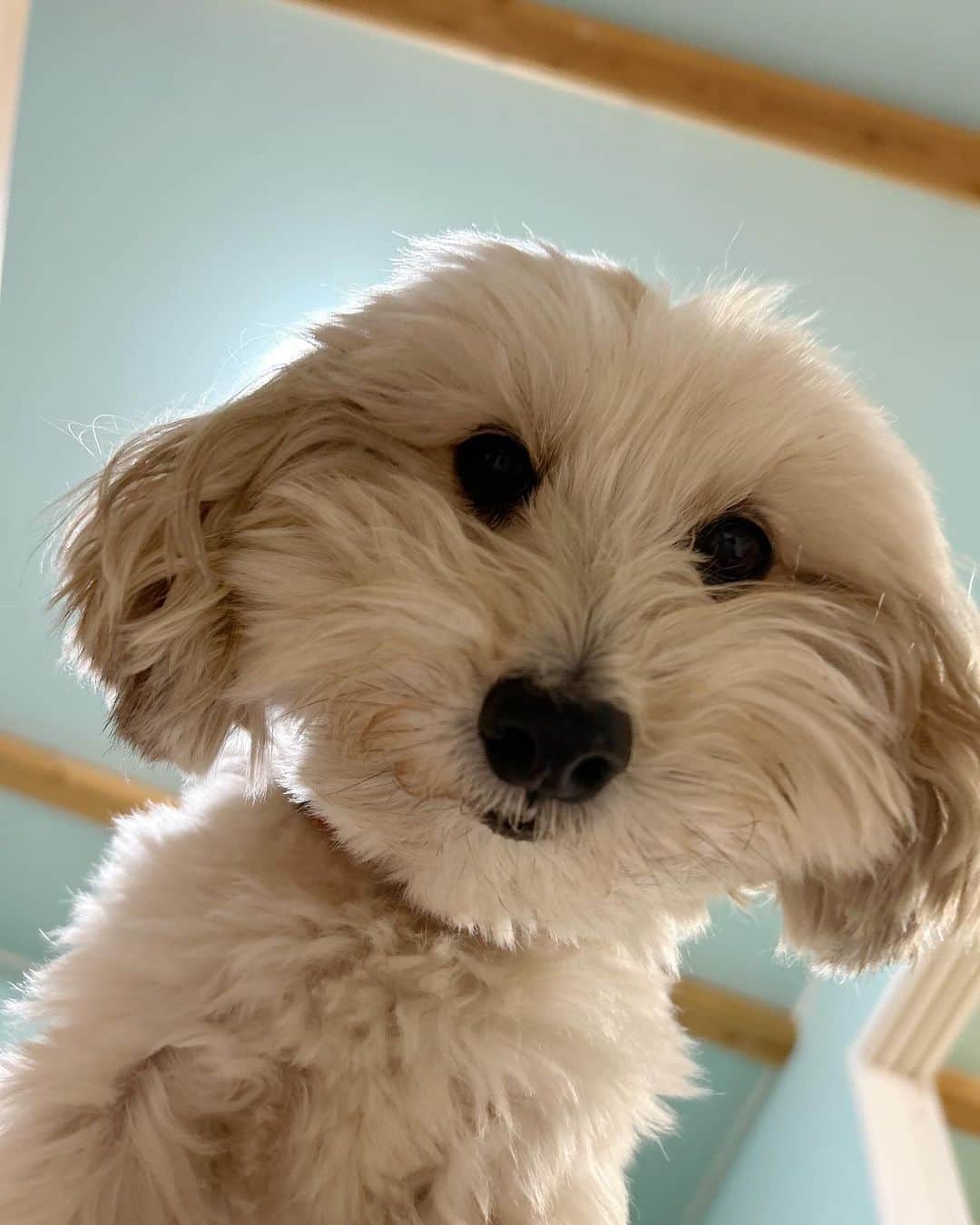 ハルペイさんのインスタグラム写真 - (ハルペイInstagram)「😠 まる🐶が朝、起こしてくれて助かりました😂 めざましがなっても寝てると、のぞきこんで、頭たたかれます😅 .  グループ展は明日まで〜✨ ギャラリーの看板犬もしょっちゅう喝入れてくれてます🤣 うちのまるもお迎えにきてくれたよ🥰 今日はかわいいフォロワーさんにも会えたり、大好きな人たちも来てくれたり、たくさんの素敵な初めましても嬉しかった🩷 明日はオープン時間には行けないけど、終わり次第なるべく早く行くつもりです✨ お越しくださった皆様、来れないけど応援してくださってる皆様、ありがとうございます😊 明日は最終日、 16時までです😌✨✨  #ありがとうございます #明日もお天気かな  .  🎄🎄🎄🎄🎄🎄🎄🎄🎄 「いろどりのクリスマス」 12/1(金）〜3日(日) 11:00~17:30 最終日16時まで D&D Kamakura Gallery (和室ギャラリールーム）  @dope_and_drakkar  鎌倉市扇ガ谷1−8−3  ❤️ご一緒する方々❤️  Tsumi-Kusa  @sumire_flower  想いのある花、季節の花を集めてアートフラワーで花束にしています。  いいちづこ 小さな人形を作って40年、個展やグループ展で発表しています。  Chi-yan @chi_yan_glass_lmb   卓上の酸素バナーで製作したガラスアクセサリー 硬質ガラスの透明感を大切にひとつひとつ手作りしています。 ✨✨✨✨✨✨✨✨✨✨  #鎌倉#鎌倉散歩 #クリスマス雑貨  #harupei#ハルペイ#doodle#draw#drawing#illustrator#illustration#japan I#絵#雑貨#湘南#イラスト#イラストレーター#ゆるい  #kamakura」12月2日 22時28分 - harupeipei