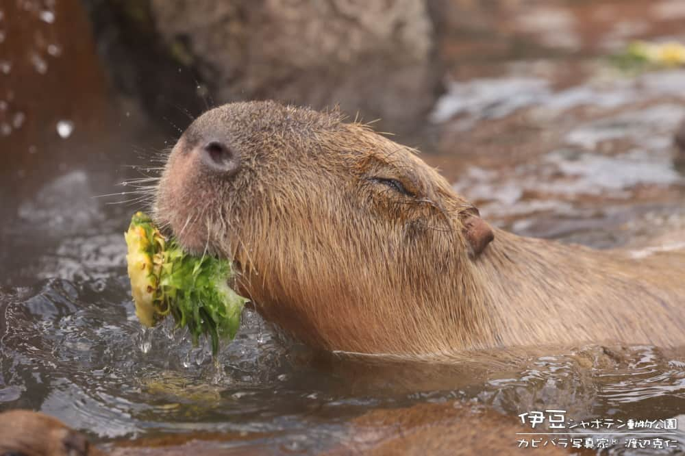 渡辺克仁のインスタグラム：「今日の伊豆シャボテン動物公園の変わり湯は「パイナップルの湯」でした。  酸っぱい物が苦手なカピバラ達、食べるのかなぁ？と心配しましたがバクバクと食べていました。黄色い実の部分より緑の葉の部分の方がお好みの様でした。  他の食べ物系(りんごやイチゴ)よりもパイナップルは重いので湯に浮いたり沈んだりするので食べにくい様で、長い時間・・・食べたり奪ったり騒いでいる姿を観察出来たので楽しい変わり湯でした。ちなみに明日もパイナップルの湯です。  #カピバラ #水豚 #capybara #伊豆シャボテン動物公園 #可愛い #かわいい #pretty #癒し #静岡県」