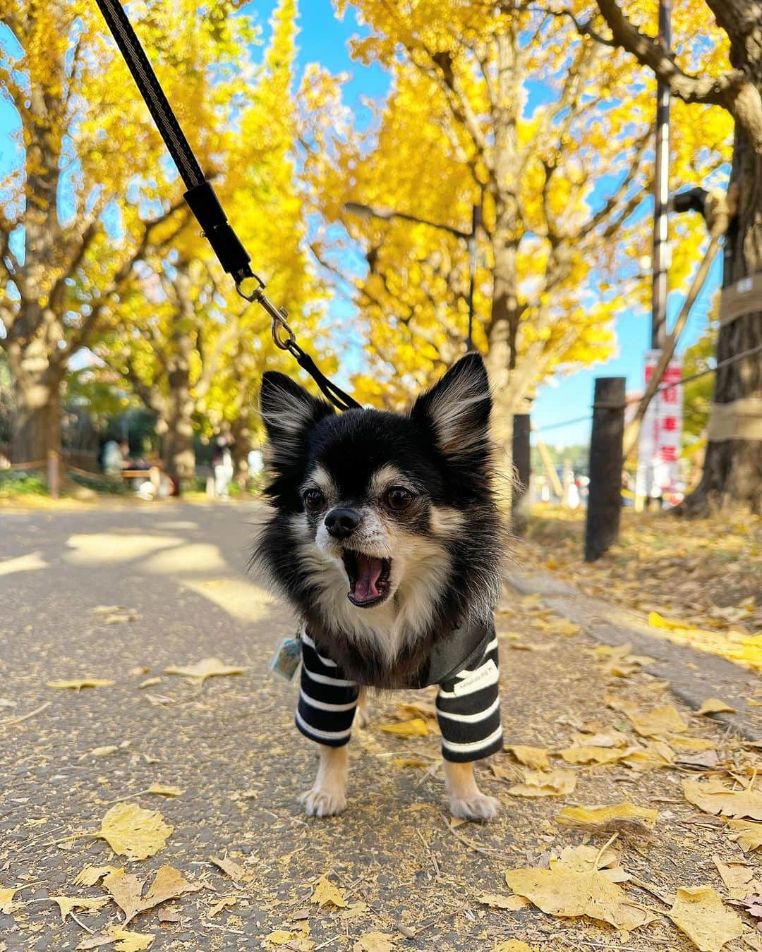 中倉隆道さんのインスタグラム写真 - (中倉隆道Instagram)「. 神宮外苑いちょう並木🍁  いい天気でルフトとお散歩できて良かったー🐶✨ 青空といちょうの色が綺麗✨  朝早く行ったからまだ人少なくて良かったー  #神宮外苑いちょう並木 #わんこ #ワンコ #わんこのいる生活 #チワワ #愛犬 #luft #チワワ大好き #instachihuahua #dog #cutedog #강아지 #puppy #chihuahuas #わんことお出かけ」12月2日 22時41分 - ryudo.tokyo