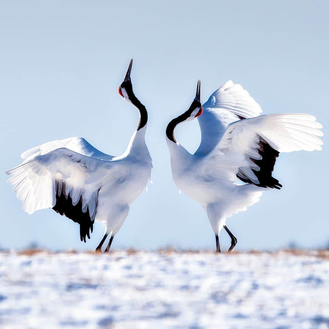 アニマルプラネットのインスタグラム：「Saturday night mood. 💃🕺  These red-crowned cranes are cutting a rug in #Japan.   #birds #wildlife」