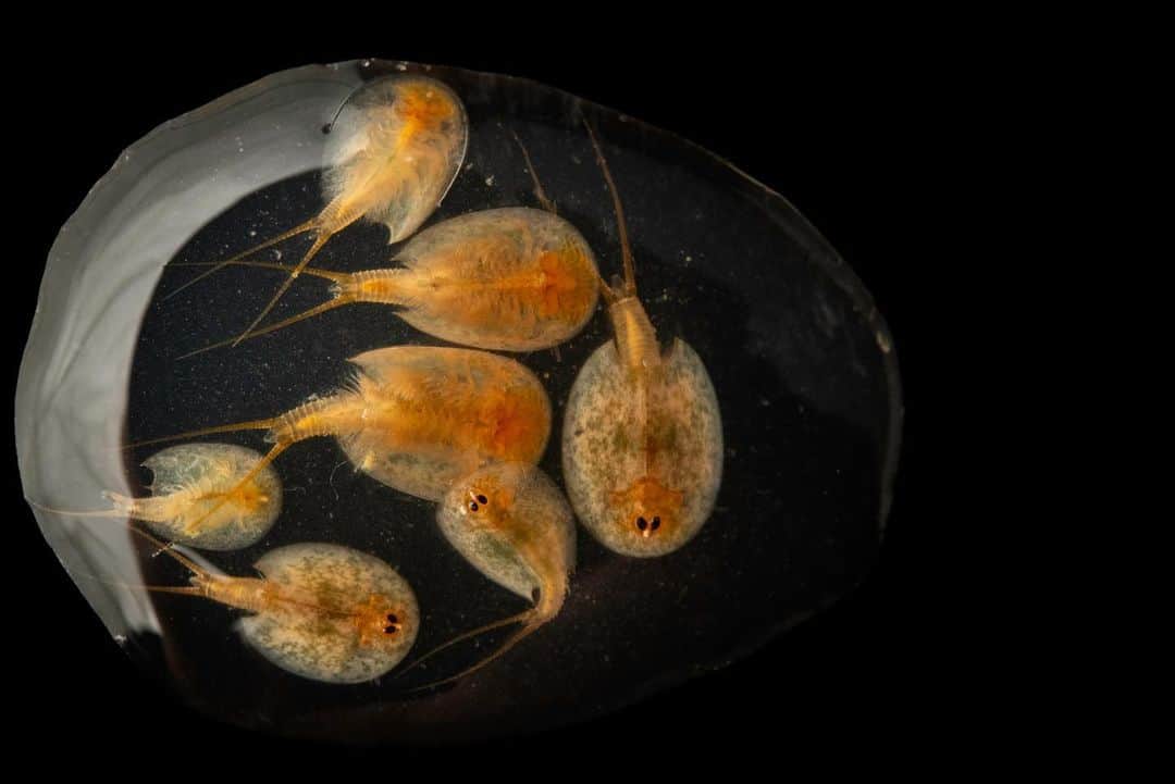 Joel Sartoreのインスタグラム：「These federally endangered, vernal pool tadpole shrimp have an incredible life journey, going from cysts (eggs) to cyst laying adults in around 144 days. Since vernal pools are seasonal, the life cycle for these shrimp is entirely dependent on the presence or absence of water. Thanks to protective coverings, cysts can remain viable for several years, withstanding extreme conditions until the rains return and the pools fill, triggering the cysts to hatch. Photo taken at the Kesterson Unit of the San Luis National Wildlife Refuge (@usfws)   #shrimp #tadpoleshrimp #vernalpool #animals #wildlife #photography #animalphotography #wildlifephotography #studioportrait #PhotoArk #HopeForSpecies @insidenatgeo」