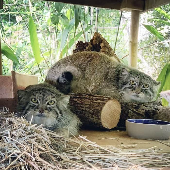 スミソニアン国立動物園さんのインスタグラム写真 - (スミソニアン国立動物園Instagram)「😾😾 Resting grump face.  . . .  Pallas's cat sisters Akar and Ceba live at the Claws & Paws Pathway! Their species is among the top 10 smallest felines in the world. Pallas's cats' small stature and grayish-tan coats help them blend into the rocky terrain. . . .  📸 Photo 1: Akar is the bolder of the two and is more likely to explore out in the open. 📸 Photo 2: Ceba, on the other hand, is a hider among hiders!」12月2日 23時30分 - smithsonianzoo